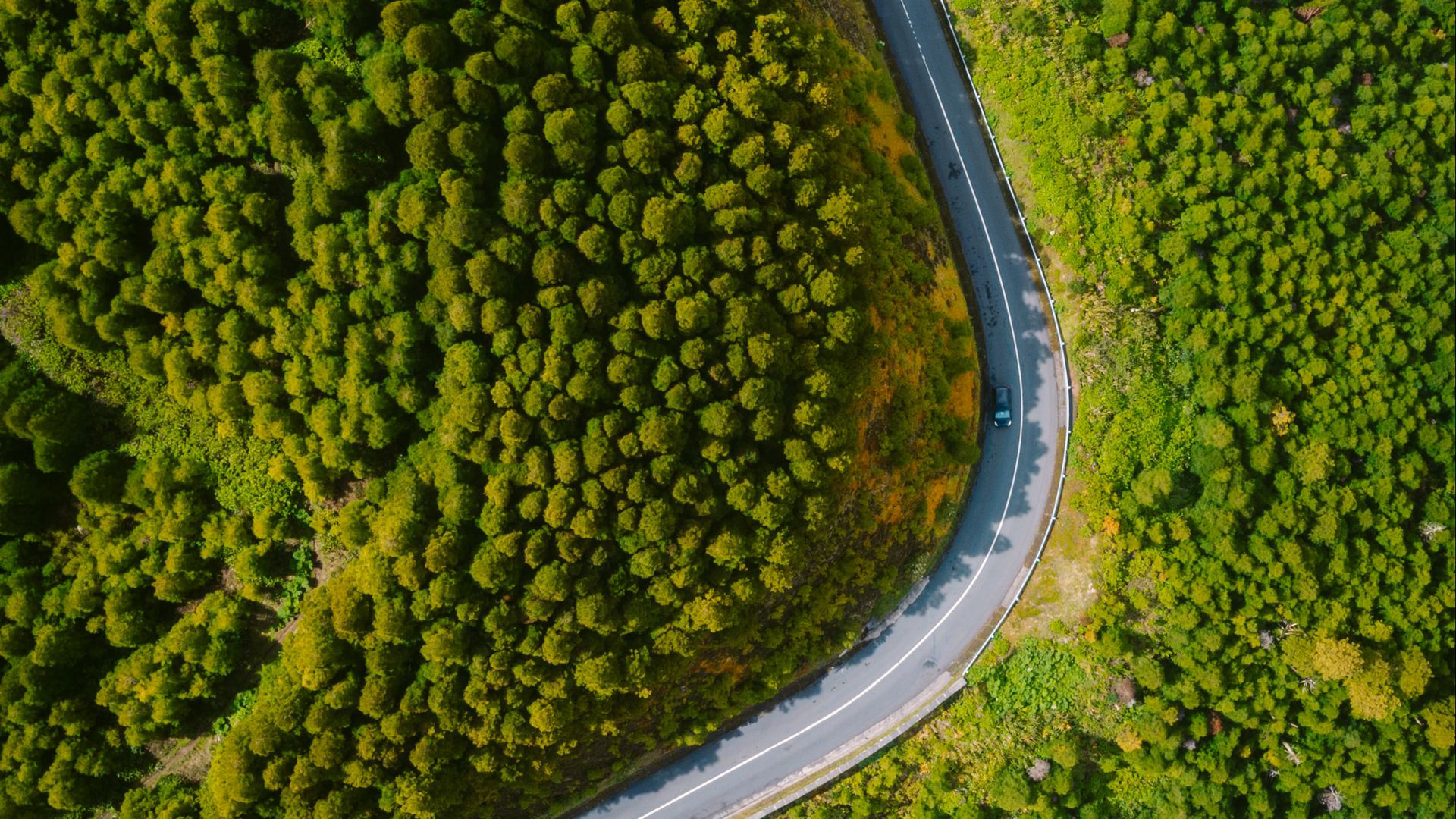 Aerial View Of Road Green Trees Forest HD Nature