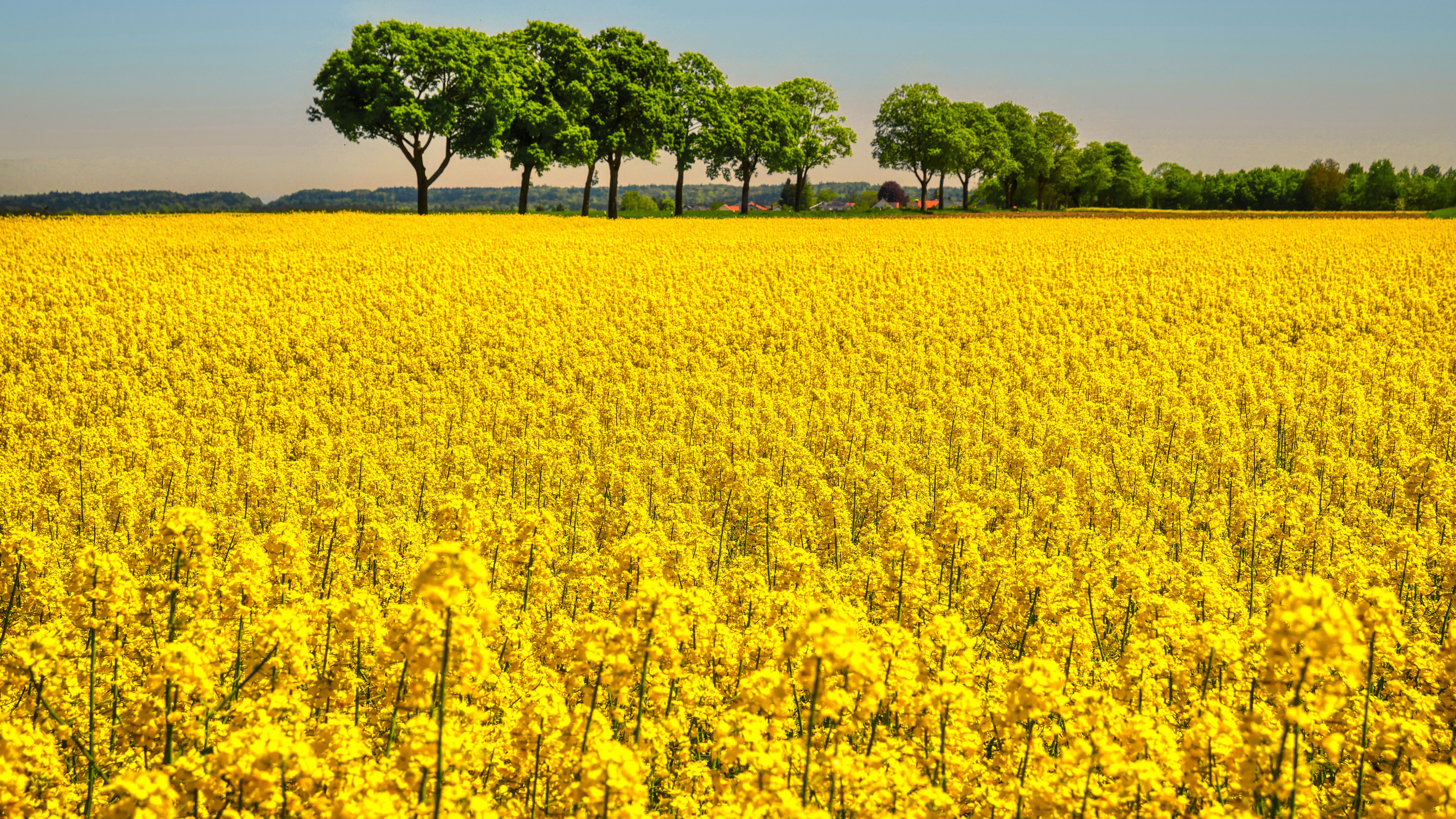 Beautiful Rapeseed Yellow Flowers Field Trees In Blue Sky Wallpaper K K HD Nature