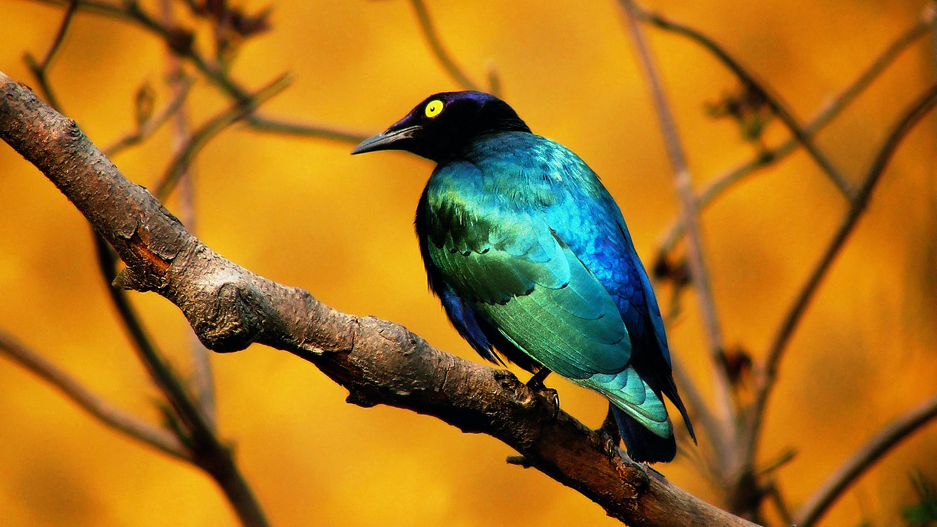 Greater Blue-Eared Starling Bird Is Standing On Tree Branch In Yellow Wallpaper HD Birds