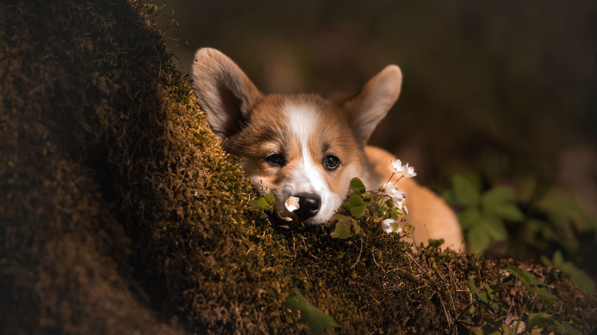 Brown White Welsh Corgi Is Leaning On Tree Trunk HD Dog