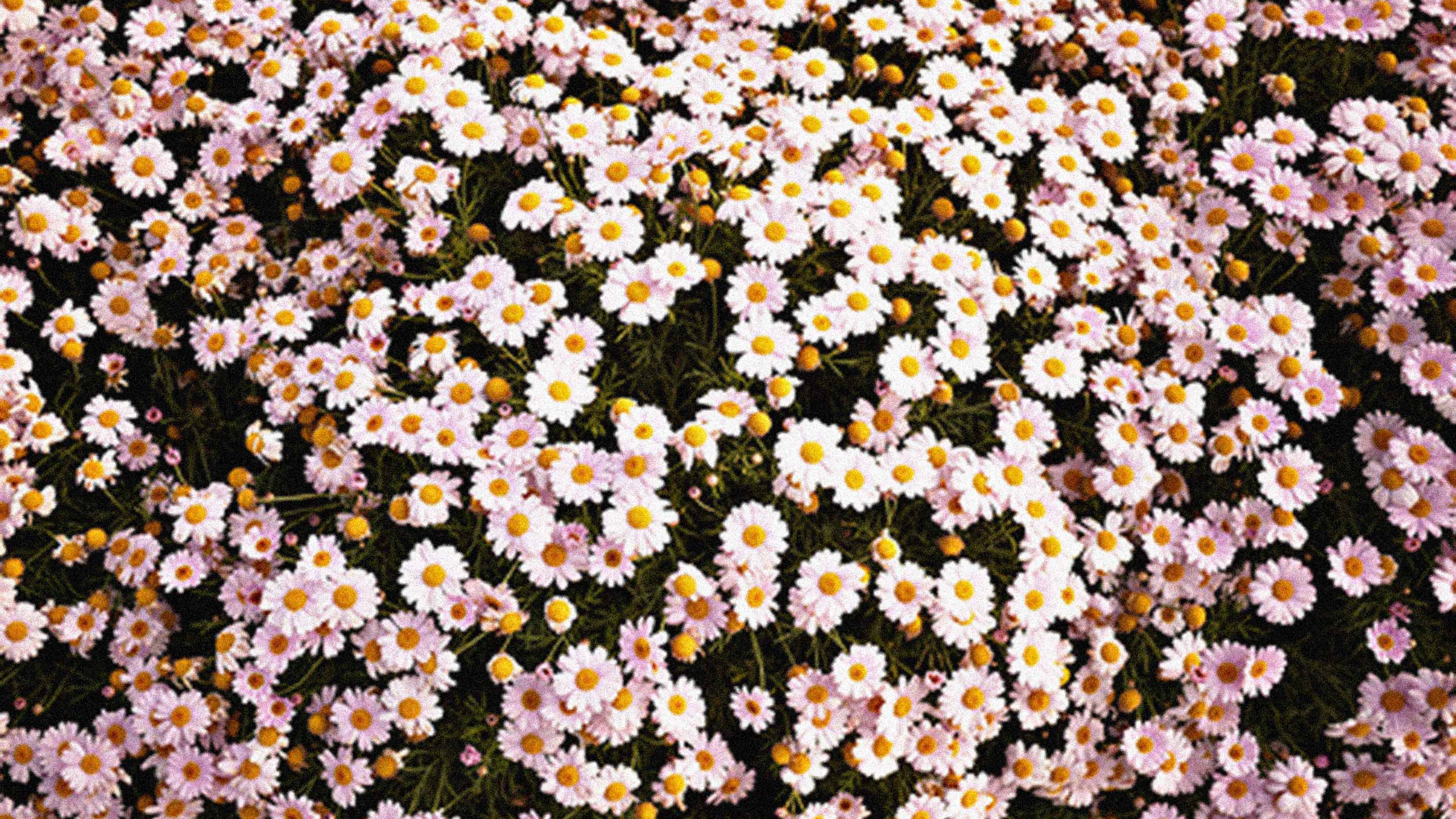White Yellow Chrysanthemum Flowers Field HD Tumblr