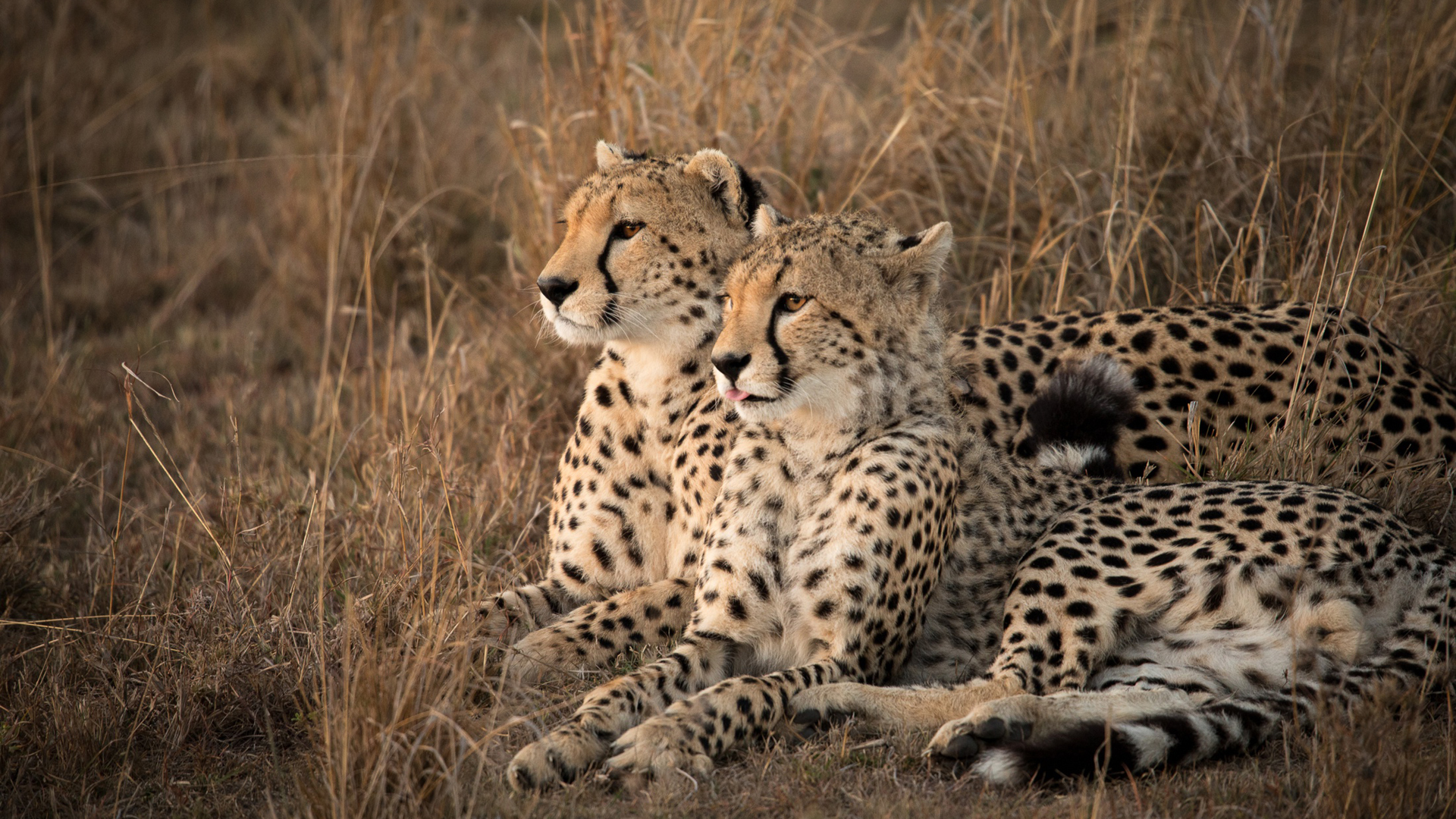 Two Cheetahs Are Lying Down On Dry Grass HD Cheetah