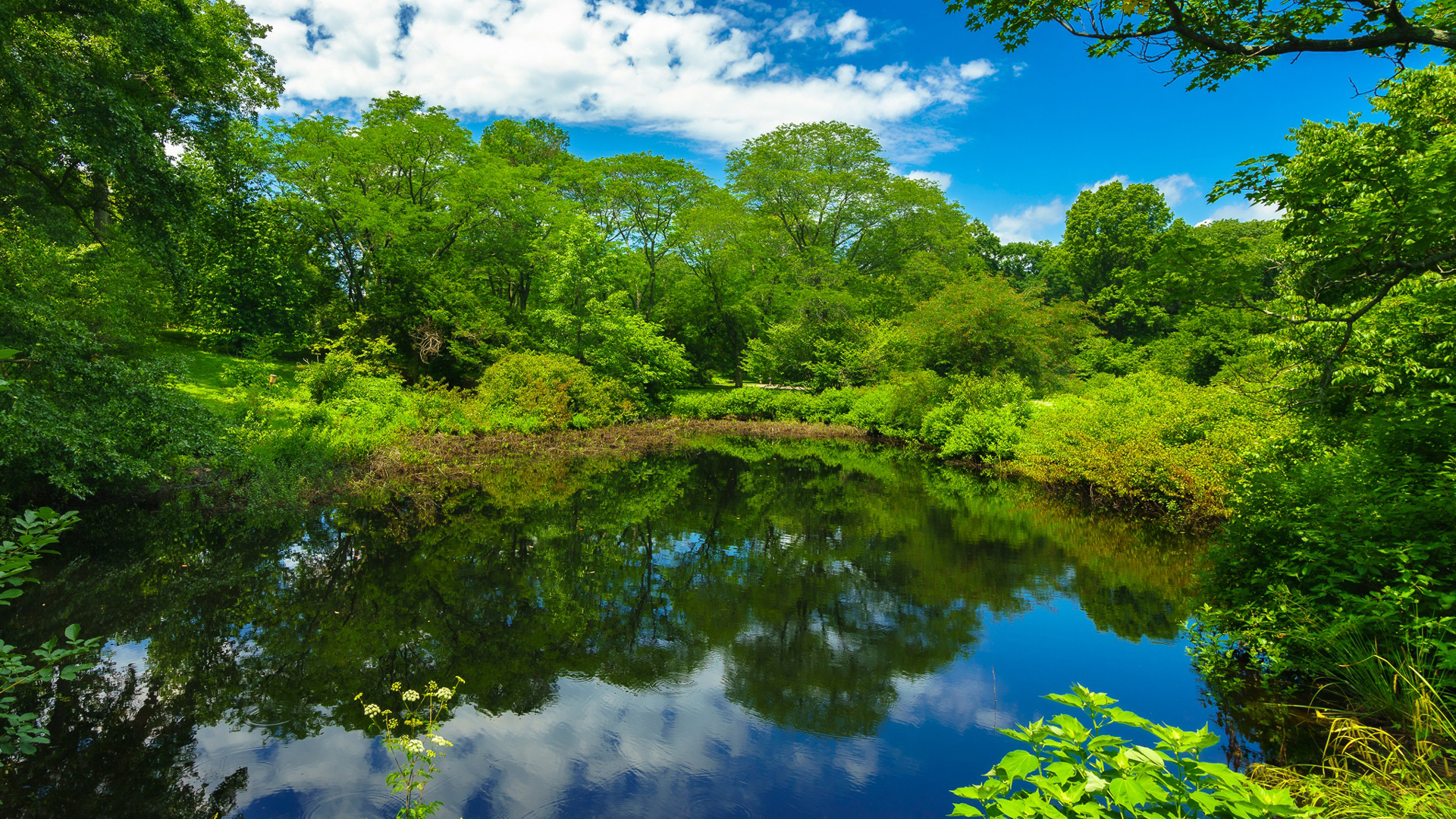 Boston Greenery Massachusetts Park And Pond With Reflection Of Trees Clouds And Blue Sky HD Nature