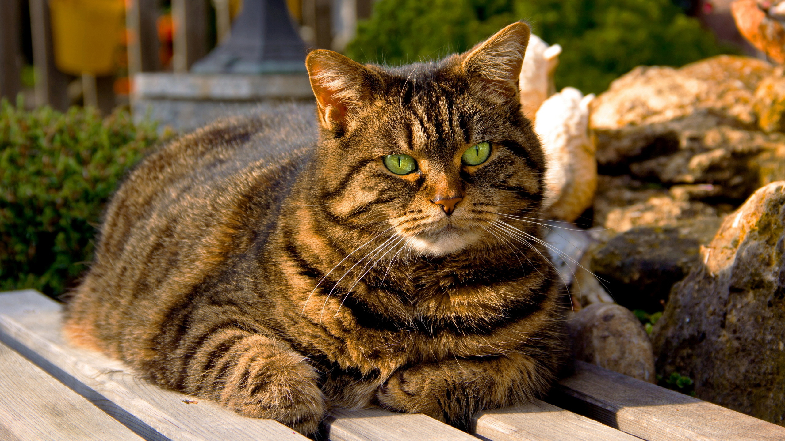 Yellow Eyes Brown Black Cat Is Sitting On Wood Dock HD Cute Cat