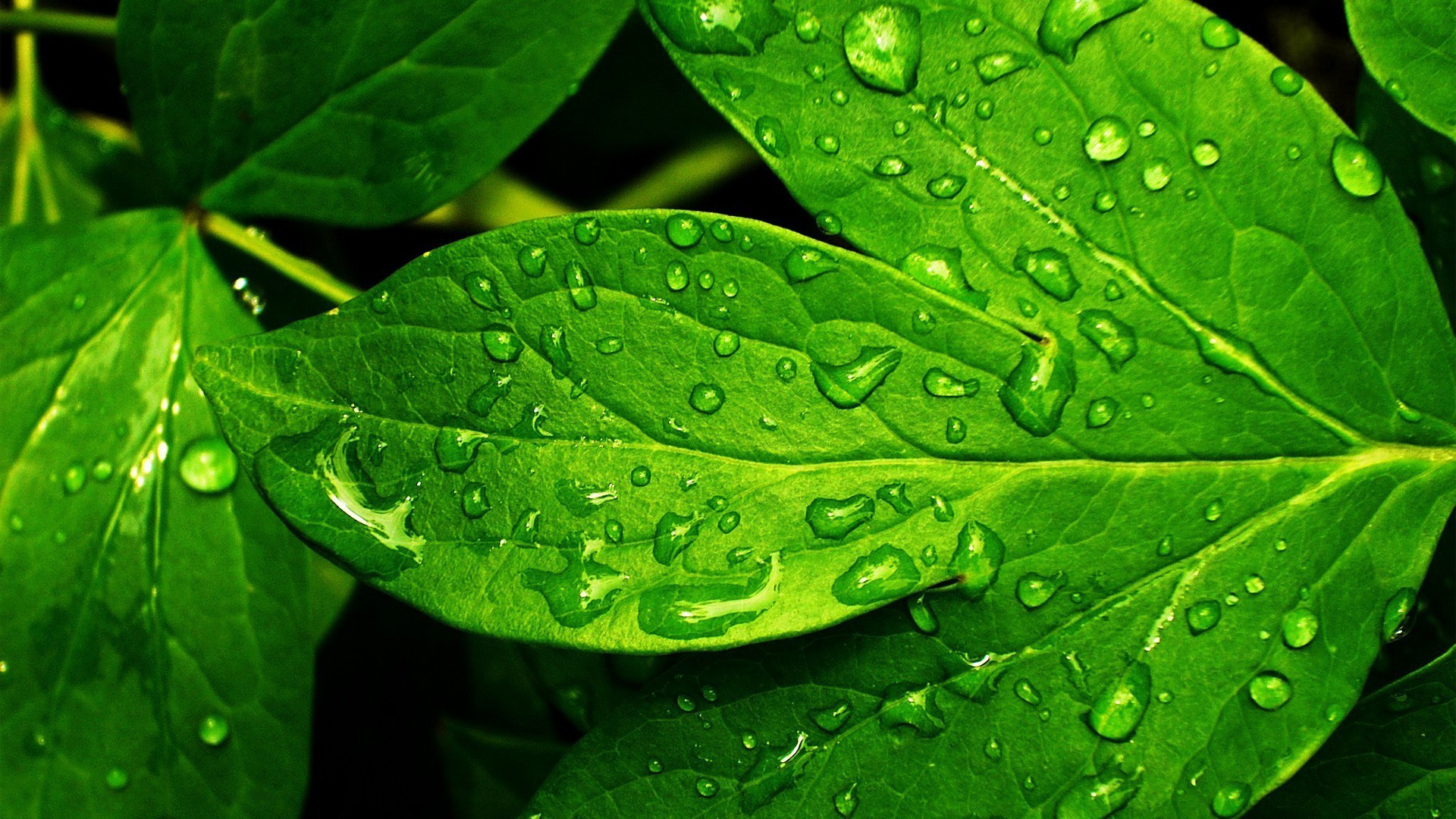 Closeup View Of Green Leaves With Water Drops HD Nature