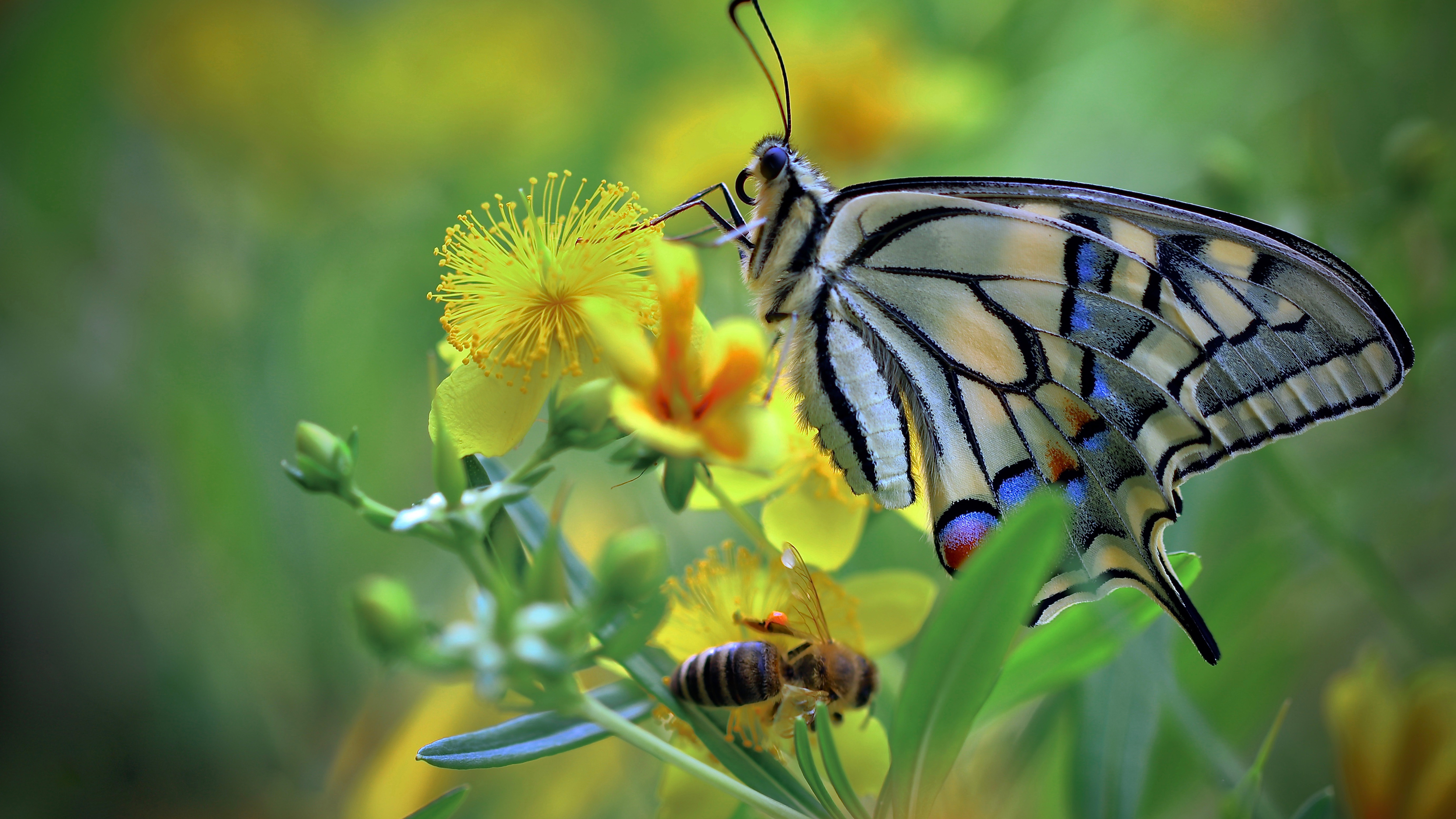 Beautiful Colorful Butterfly On Yellow Flower In Blur Green Wallpaper K K HD Butterfly