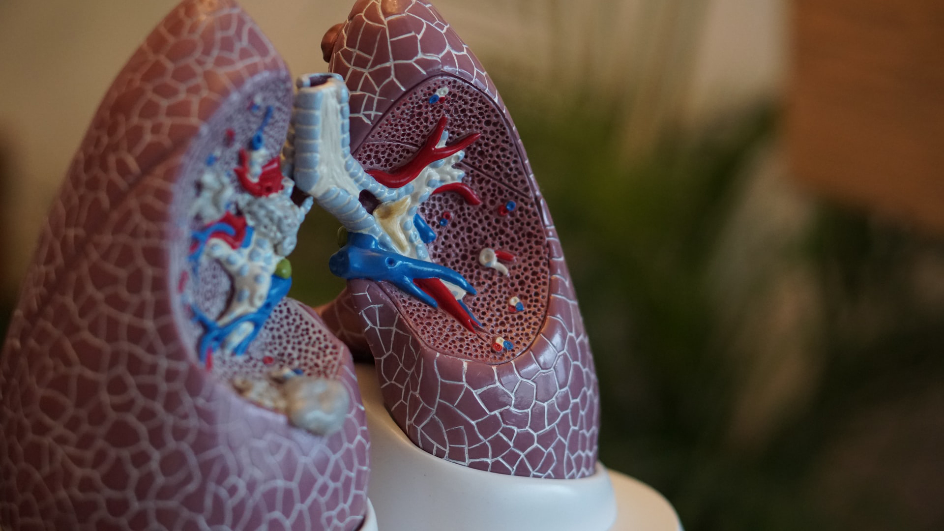 Photography Of Anatomy Lungs HD Medical Art
