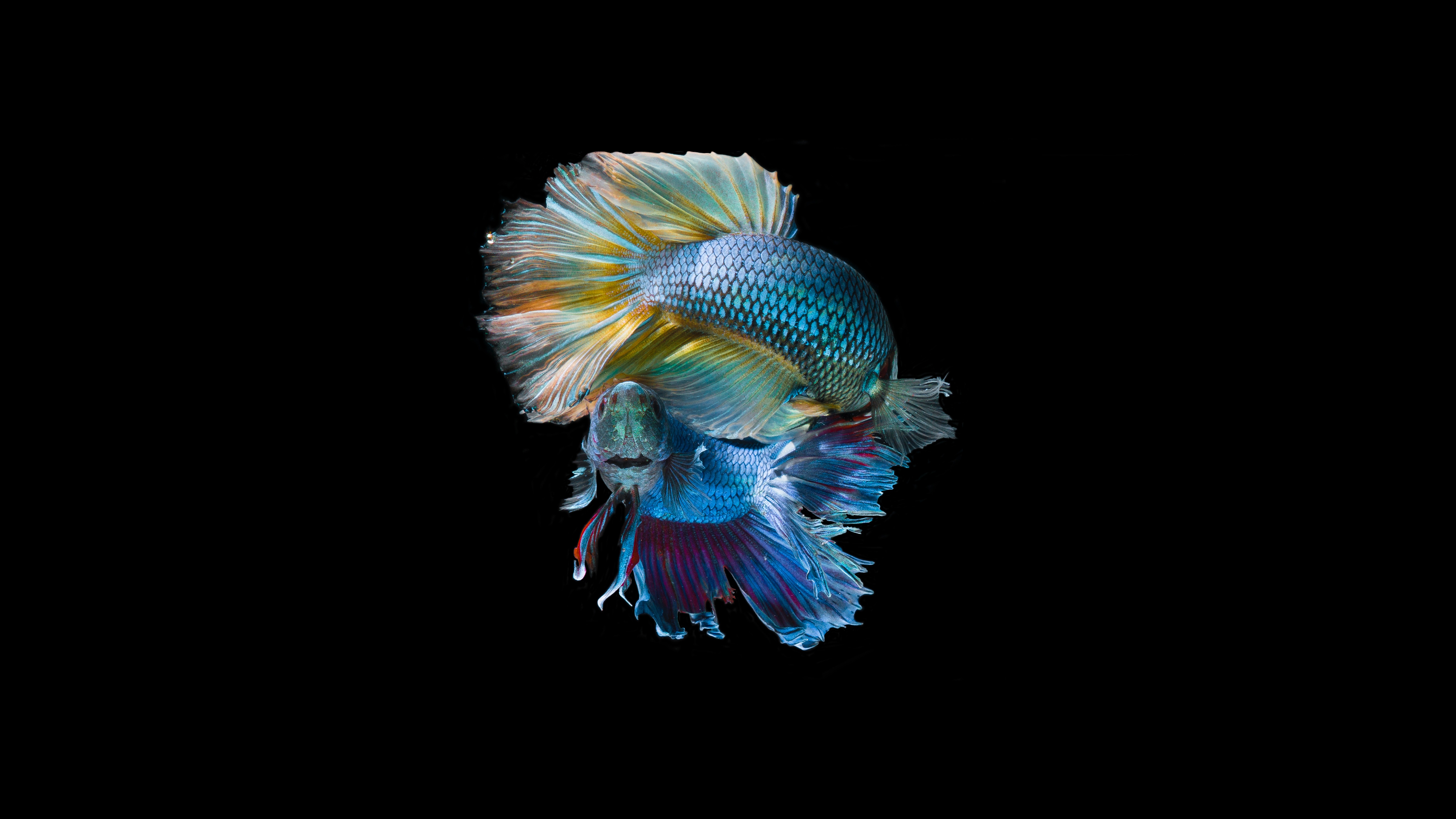 Underwater Fish K
