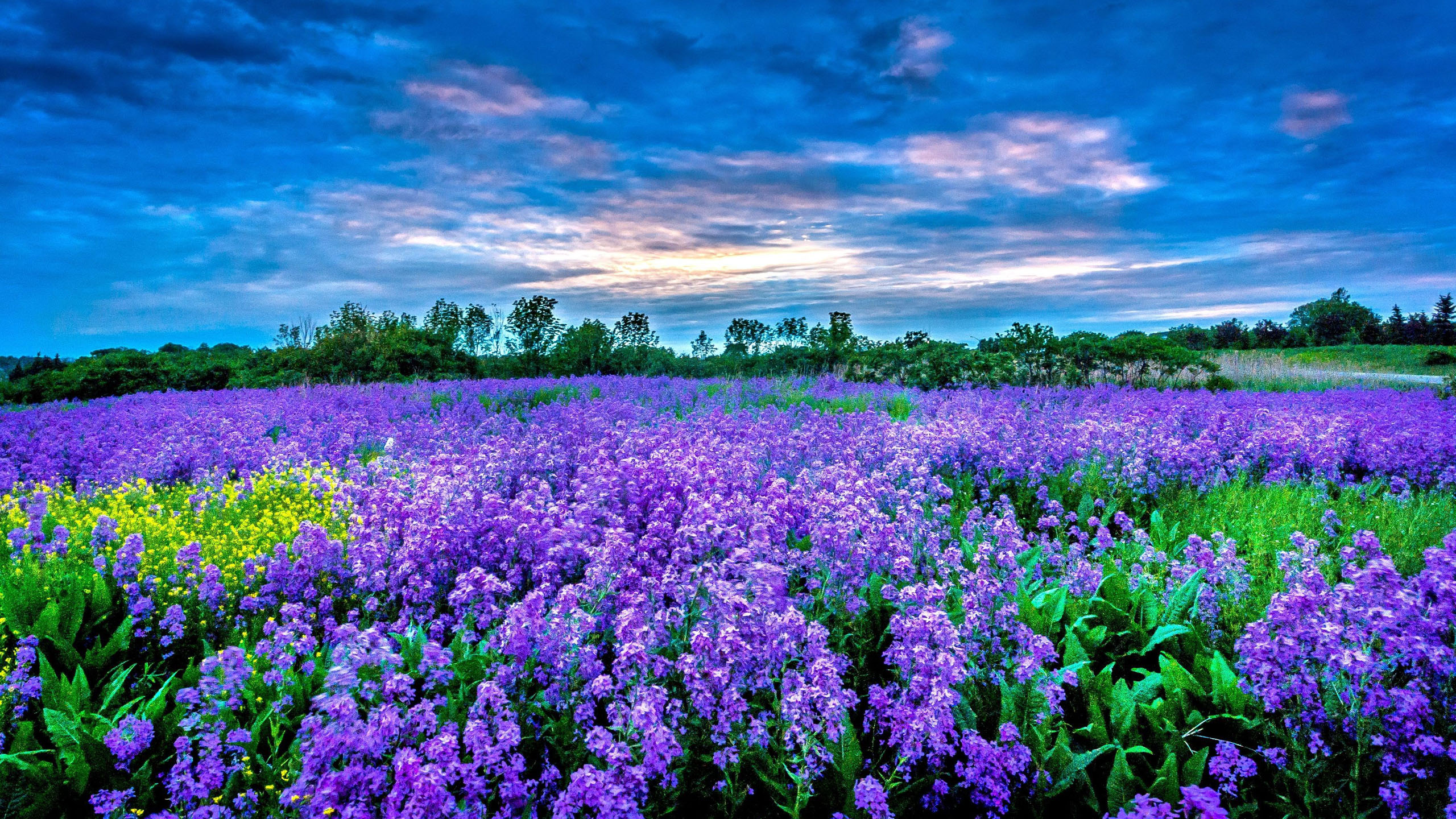 Beautiful Purple Field Surrounded By Green Trees HD