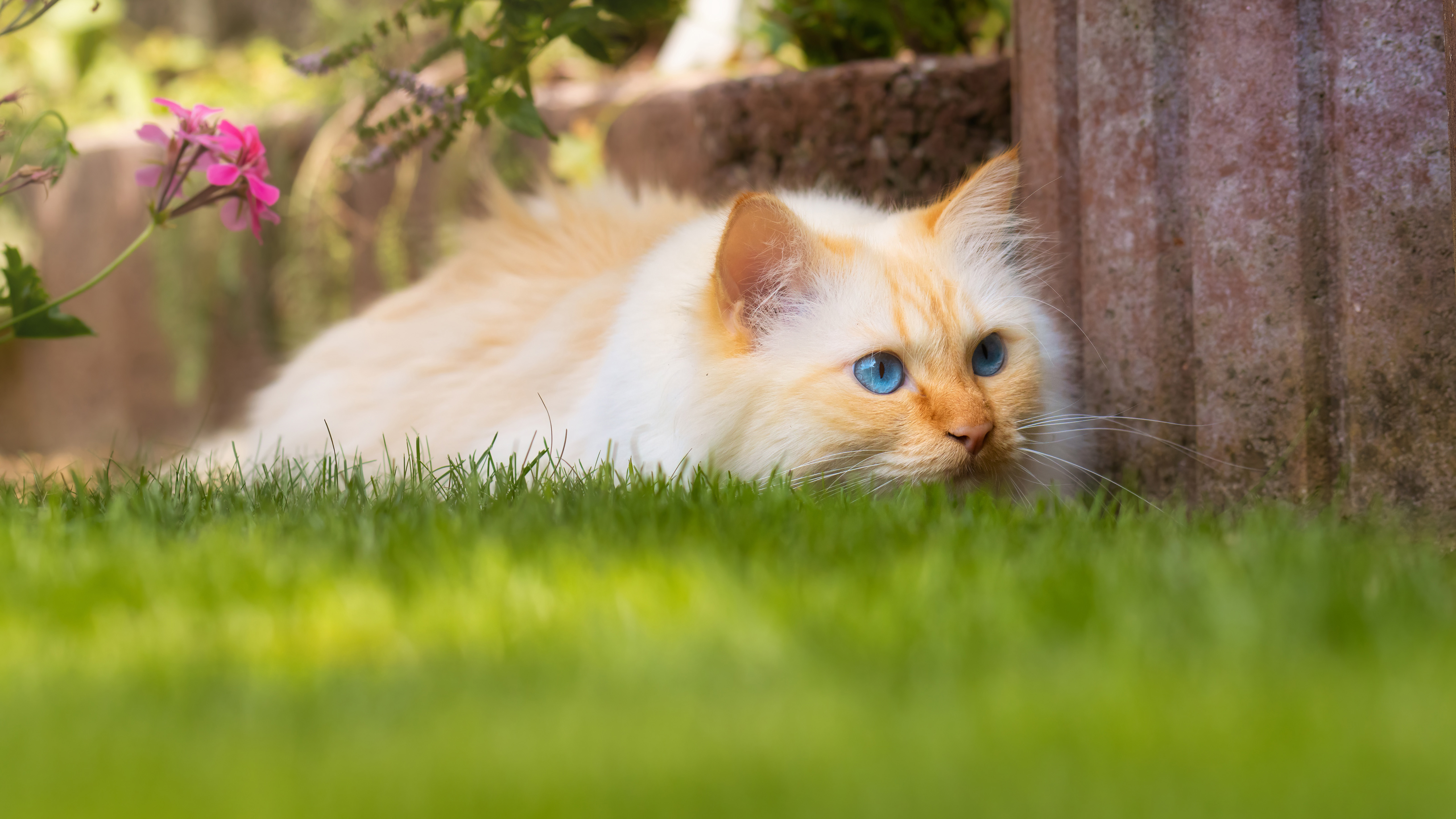 Blue Eyes Cat Is Sitting Near Green Grass Field K K HD Cat