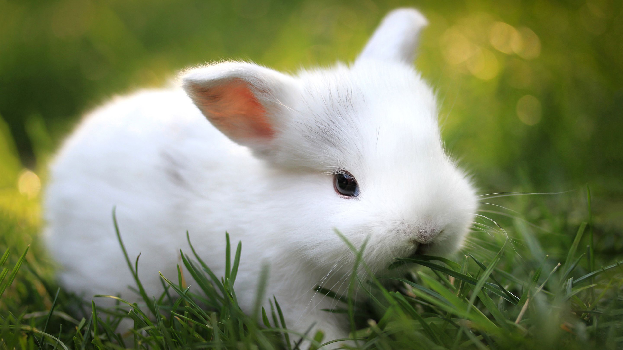 Cute White Bunny Is Lying On Green Grass In A Green Blur Wallpaper HD Animals