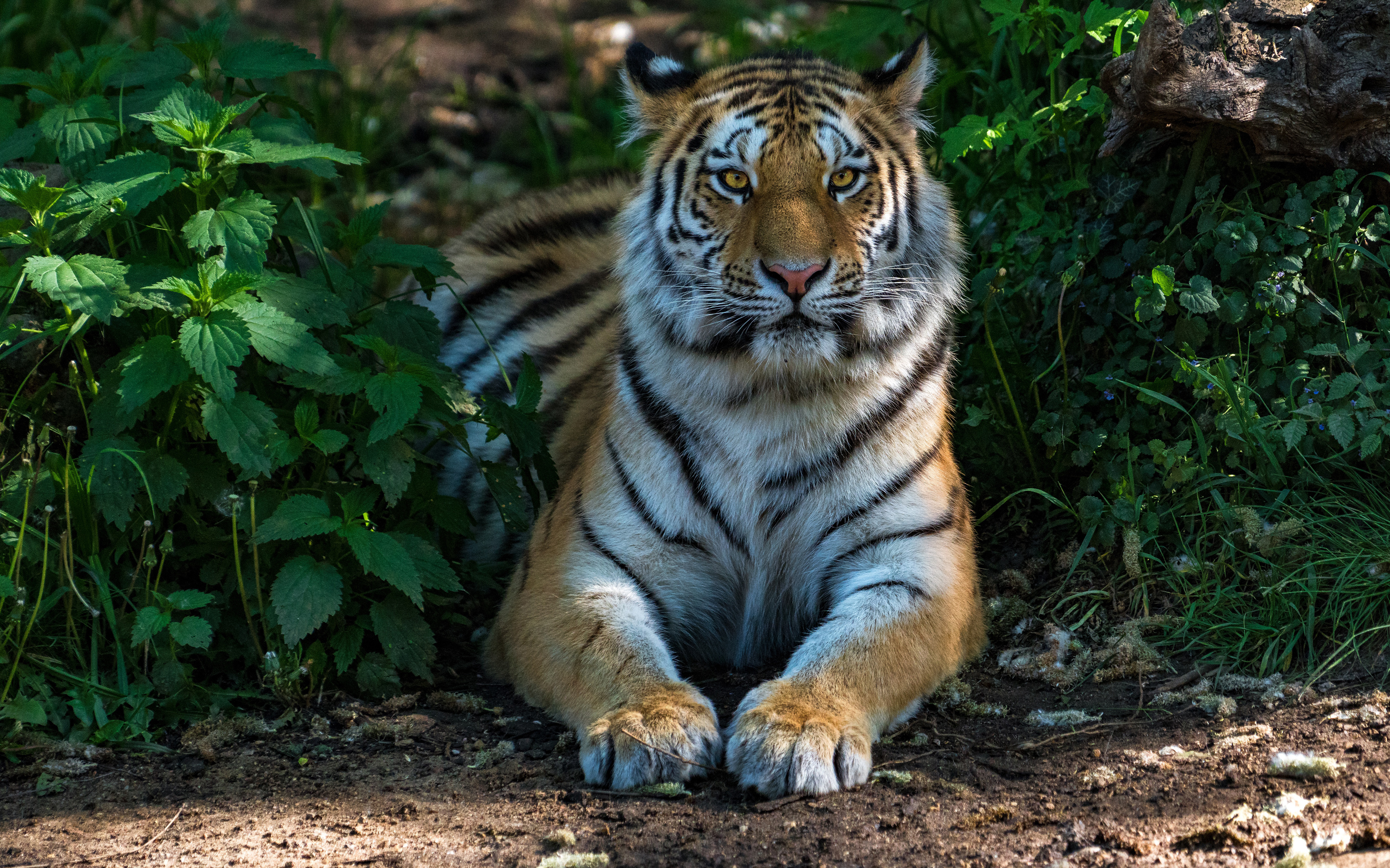 Tiger K