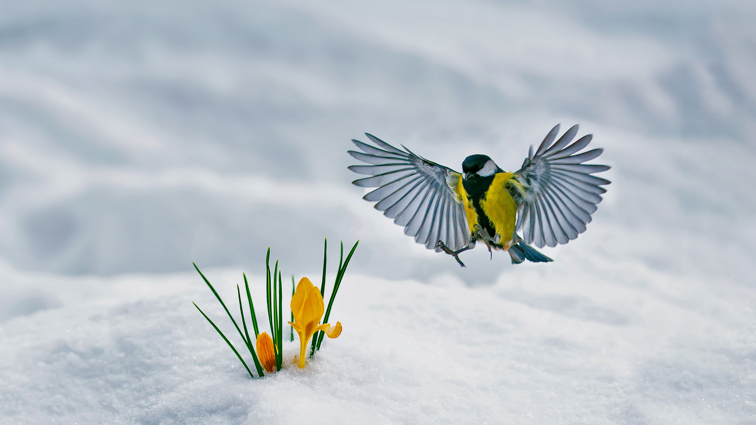 Eurasian Blue tit Bird Is Hovering Near Yellow Crocus Flowers In Blur Snow Field Wallpaper HD Birds