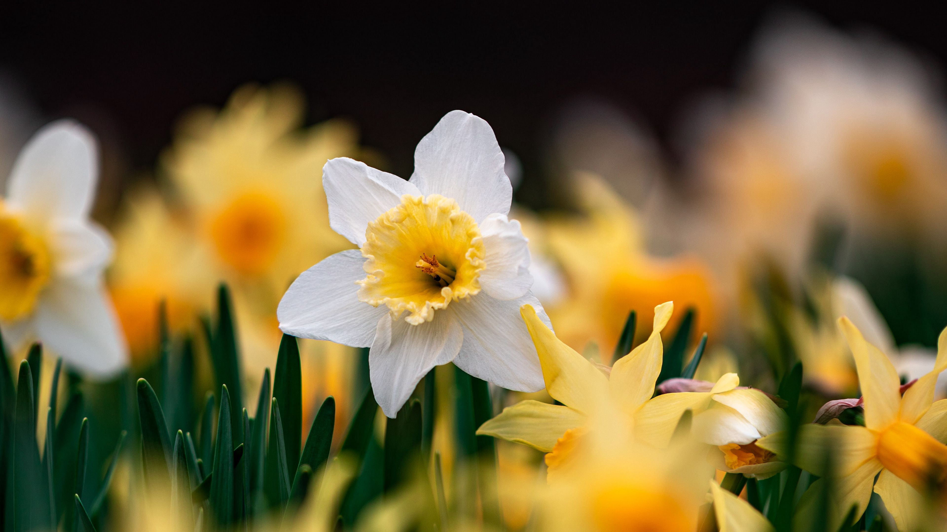 Focusing Photography Of White Yellow Daffodils K HD