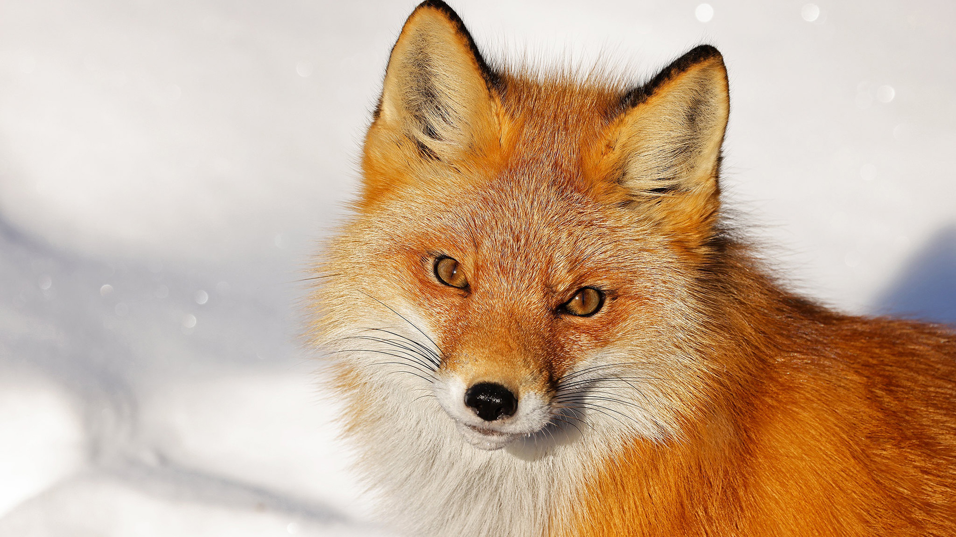 Brown Fox In White Wallpaper HD Fox