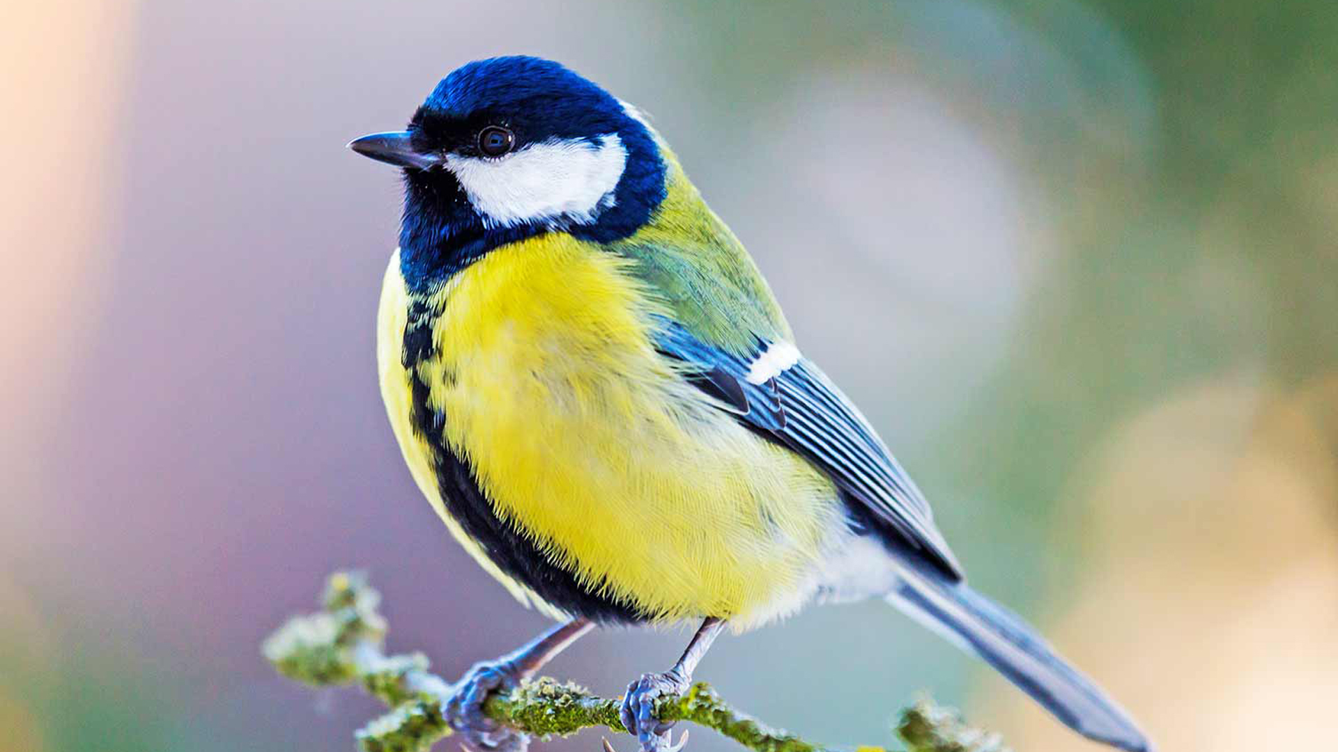 Blue Yellow White Bird Is Sitting On Tree Stalk In Blur Wallpaper HD Birds