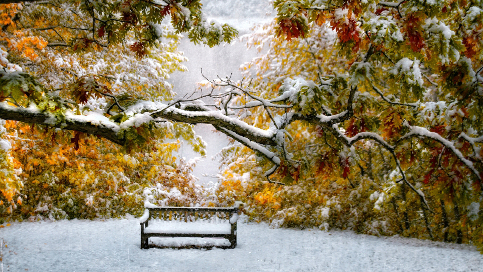 Snow Covered Wood Bench Colorful Autumn Trees Branches HD Winter