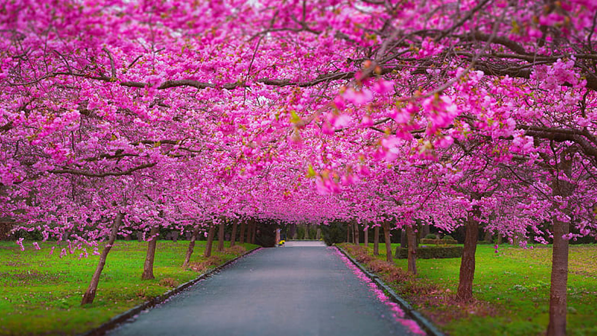 Road Between Pink Cherry Blossom Trees Green Grass Field HD
