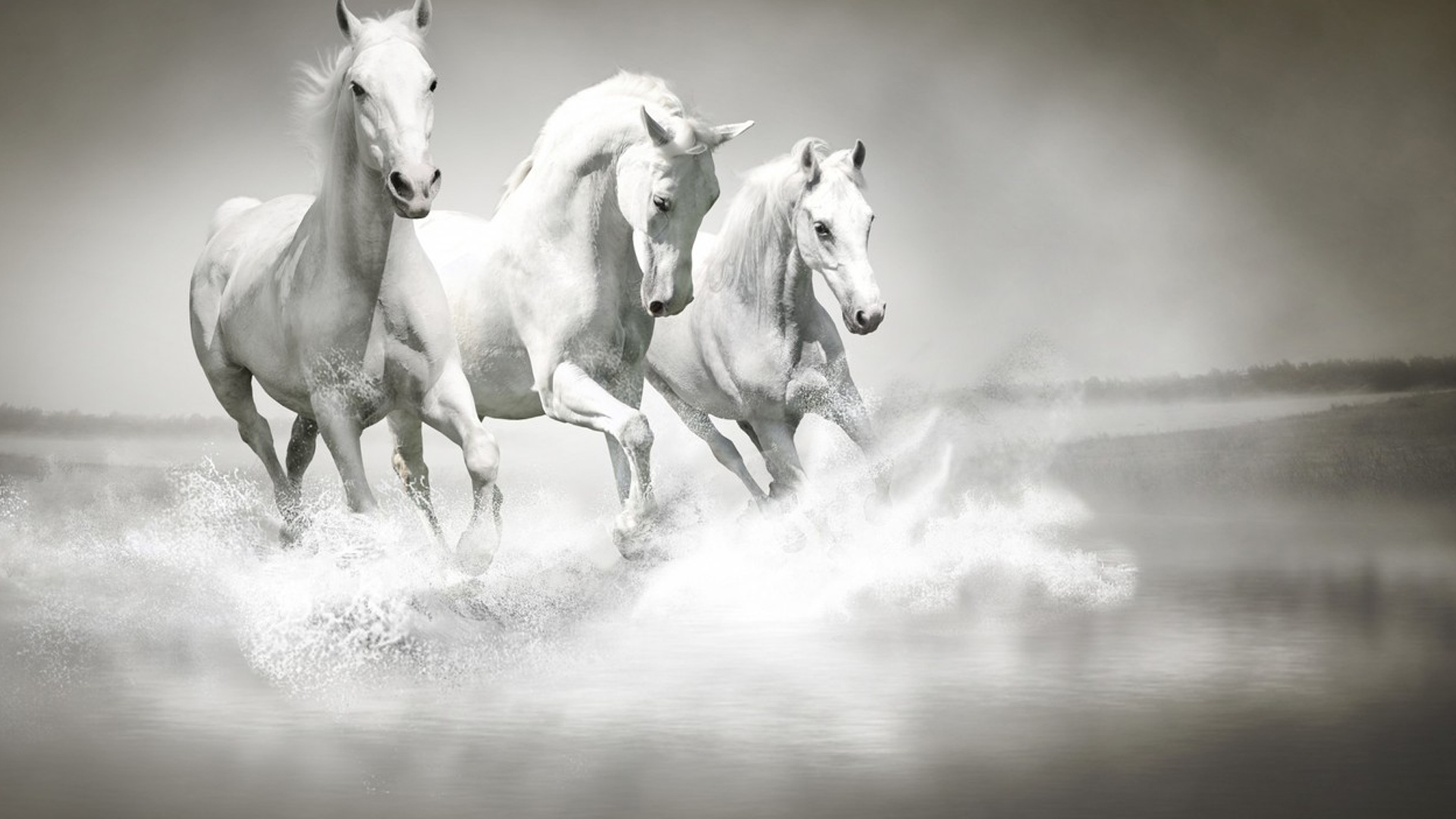 White Horses Are Running On Water HD Horse