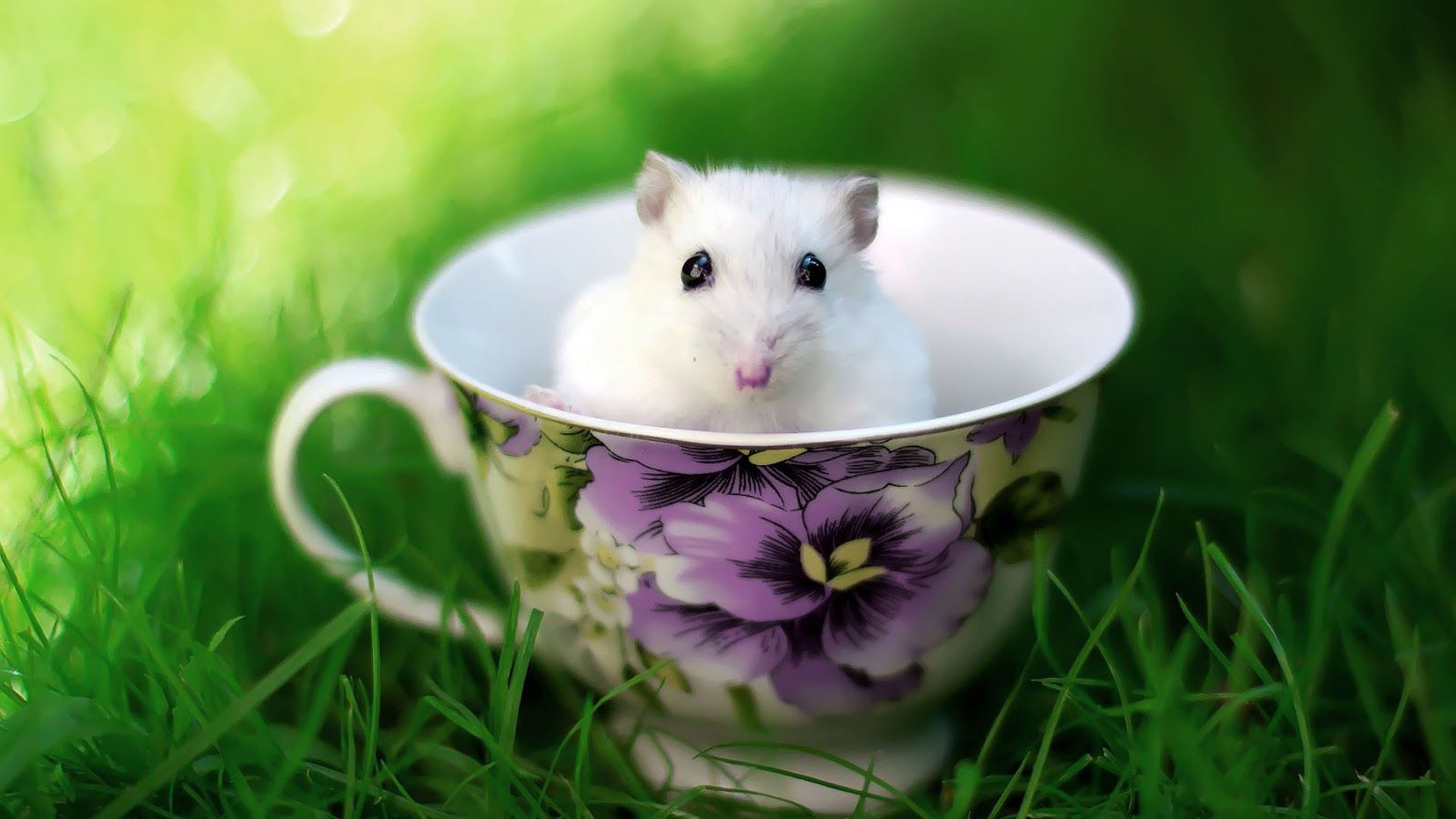 Funny Rat White Inside Cup On Green Grass Green Blur Wallpaper HD Funny Rat