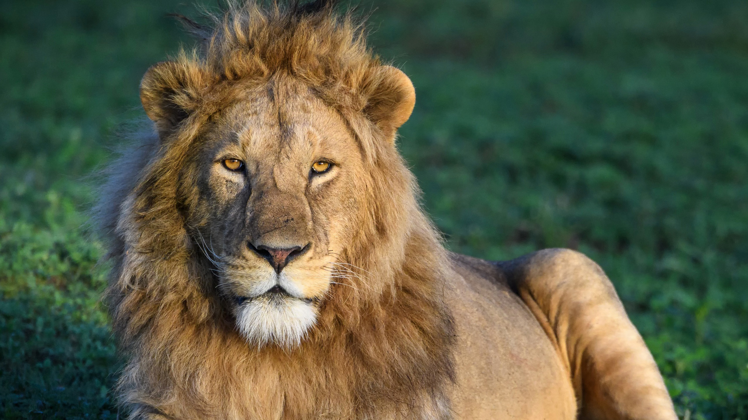 Lion Is Sitting With Wallpaper Of Green Grass HD Lion