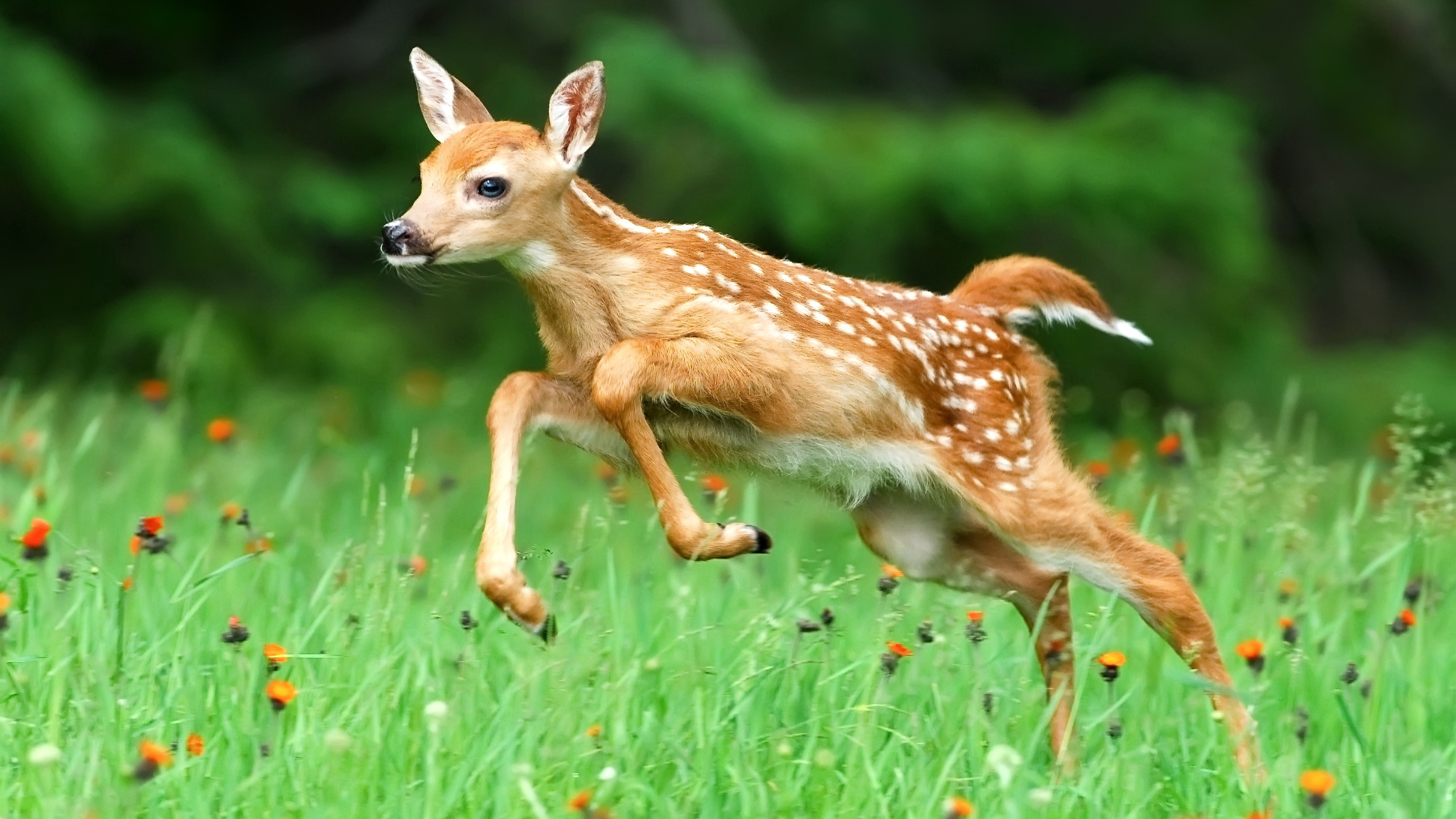 Cute Baby Deer Is Running On Green Plants With Flowers K HD Deer