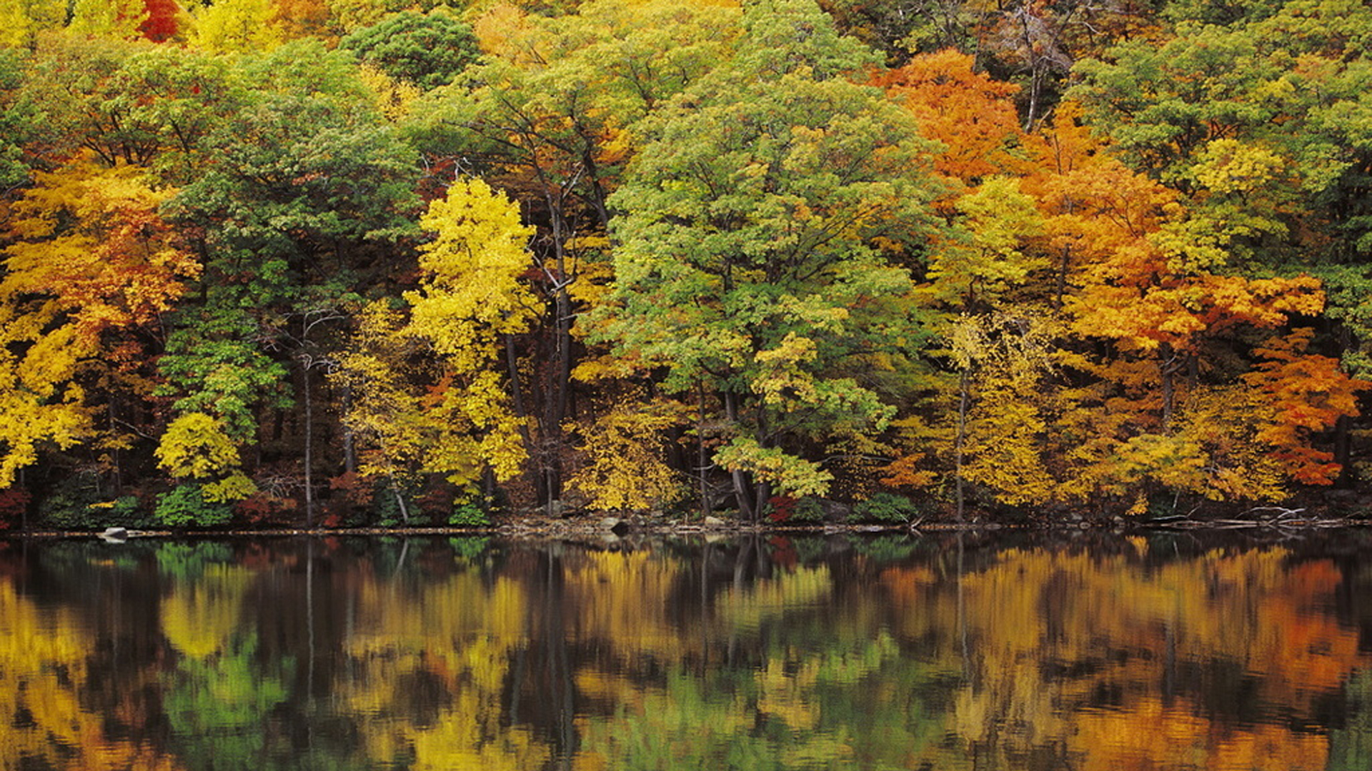 Green Yellow Orange Autumn Spring Leafed Trees Forest Reflection On Body Of Water HD Nature