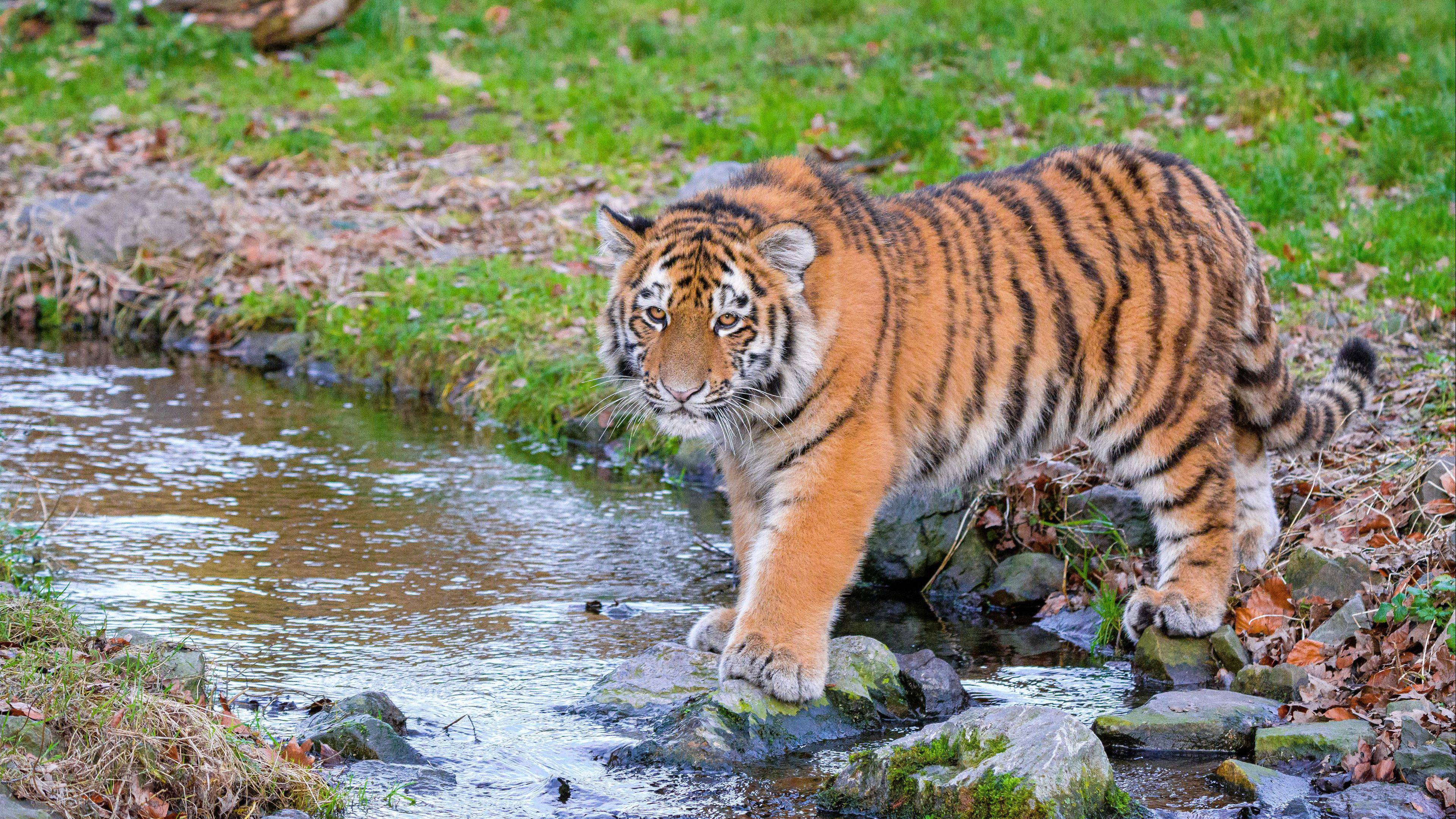 Siberian Tiger With Stare Look Is Standing On Stone In Water K HD Tiger