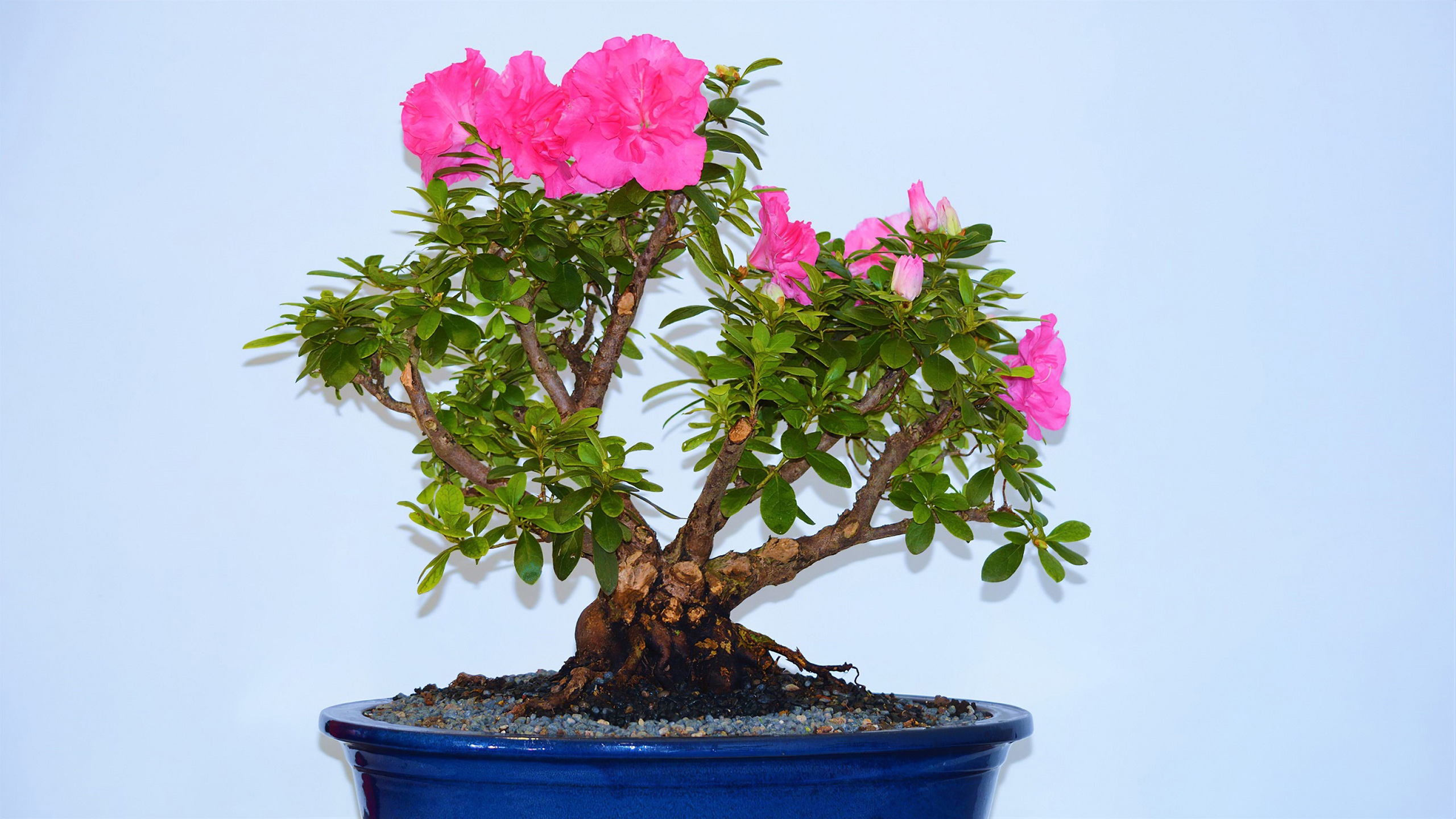 Pot Plant Tree With Pink Flowers HD Pink