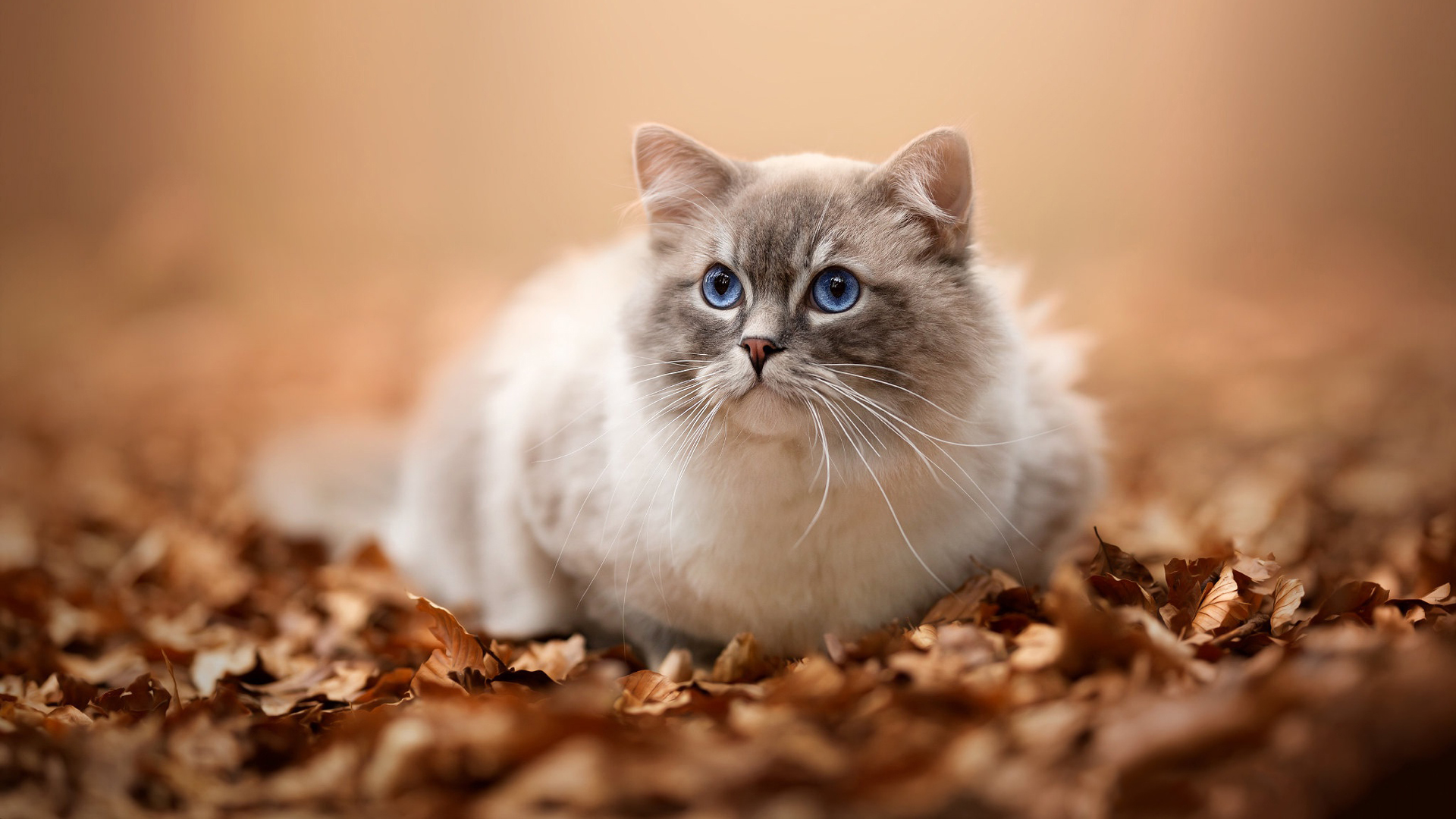 Blue Eyes Ragdoll Cat Is Sitting On Dry Leaves In Blur Wallpaper HD Cat
