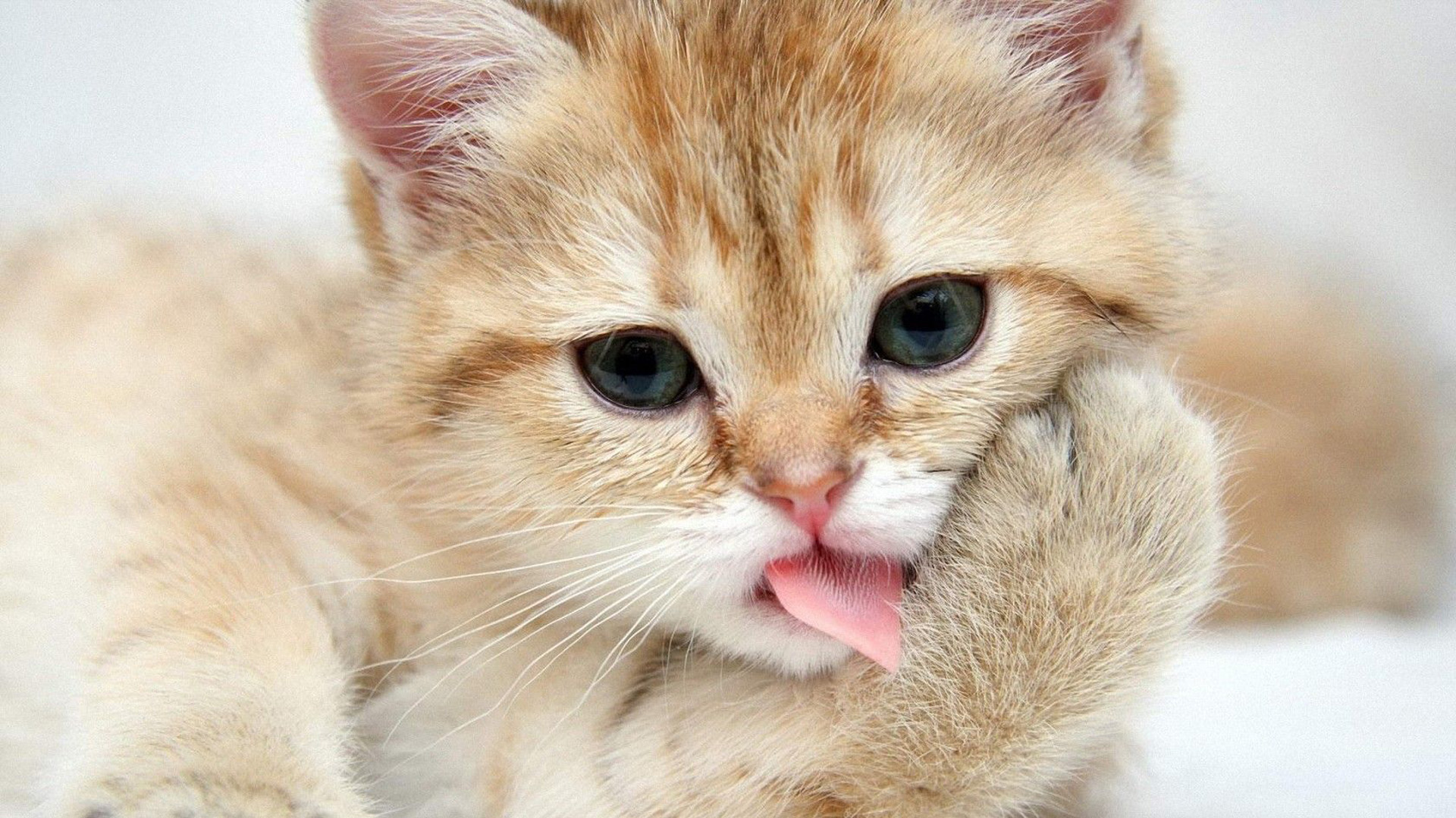 Grey Eyes Brown White Funny Cat Kitten Expression Tongue Out HD Funny Cat