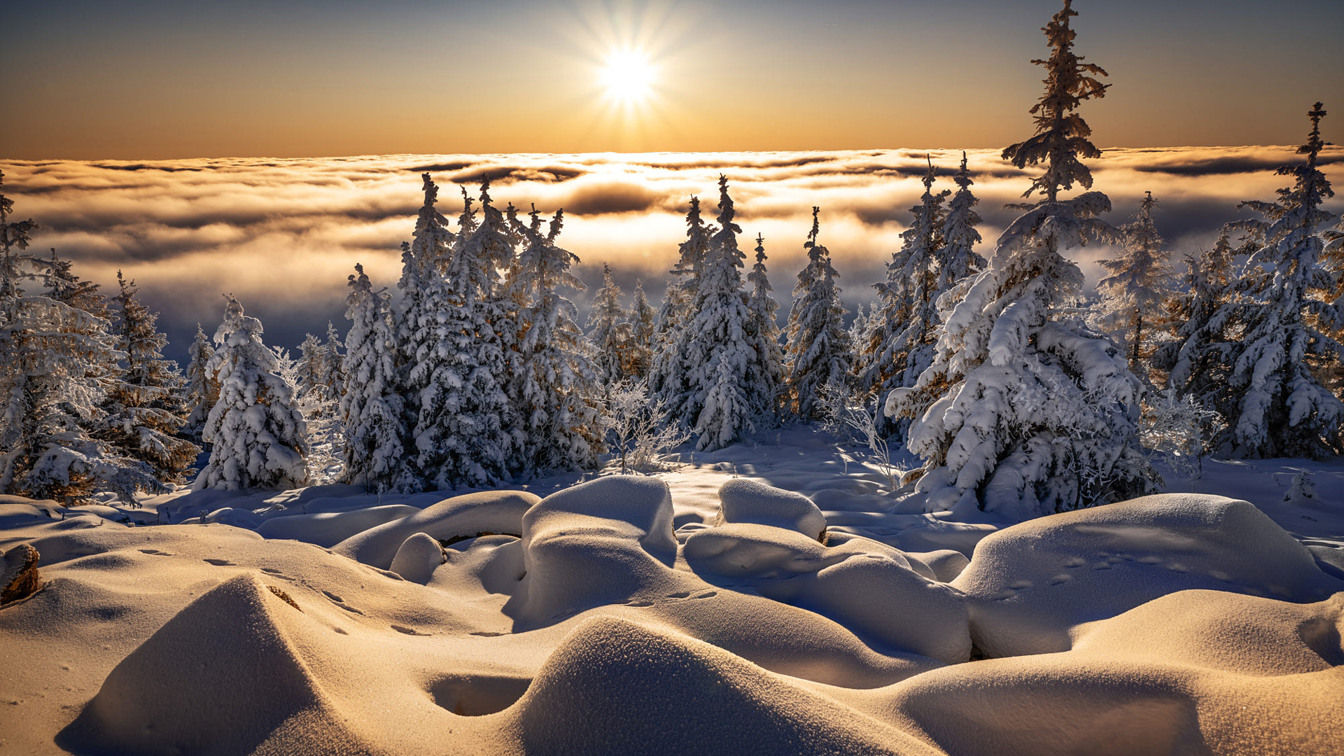 Snow Covered Pine Trees With Landscape Of Fog Covered Forest With Sunbeam HD Winter
