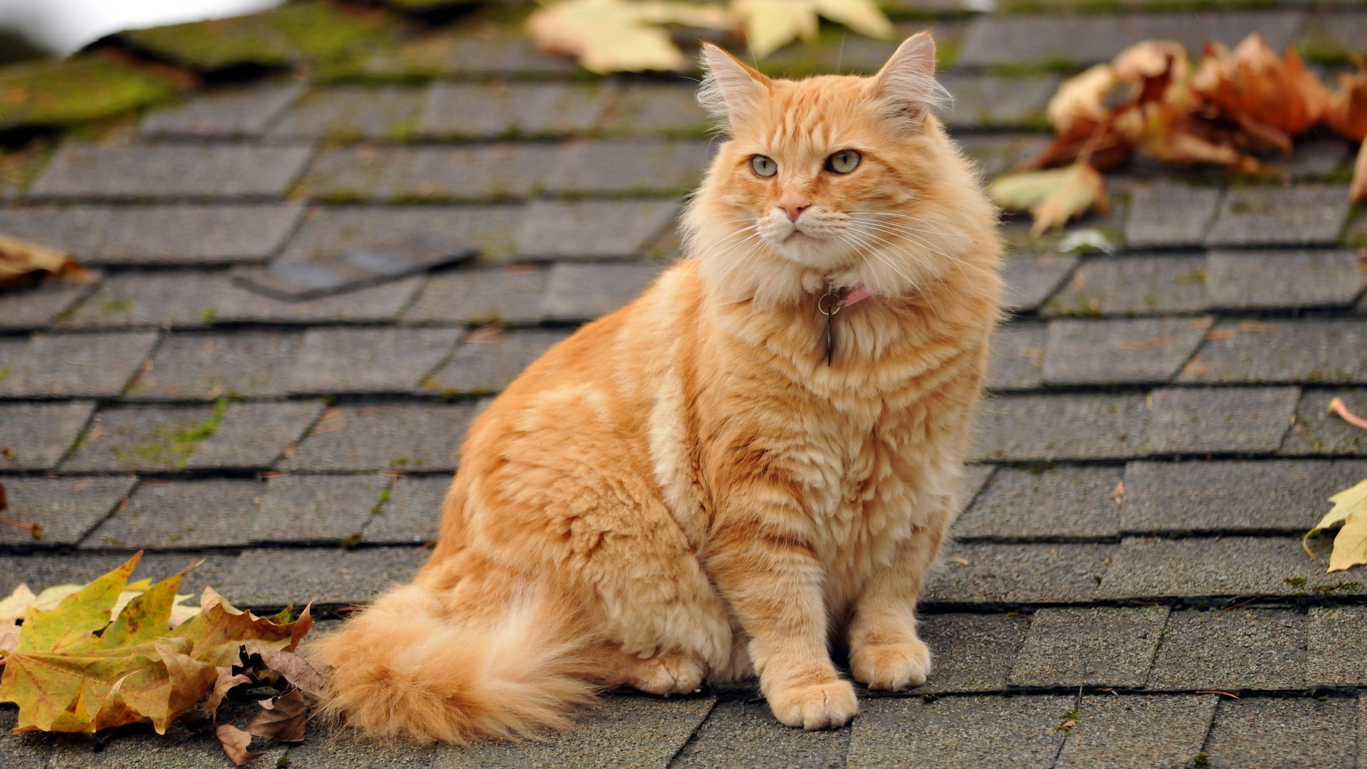 Brown Fur Cat Is Sitting On House Roof K HD Cute Cat