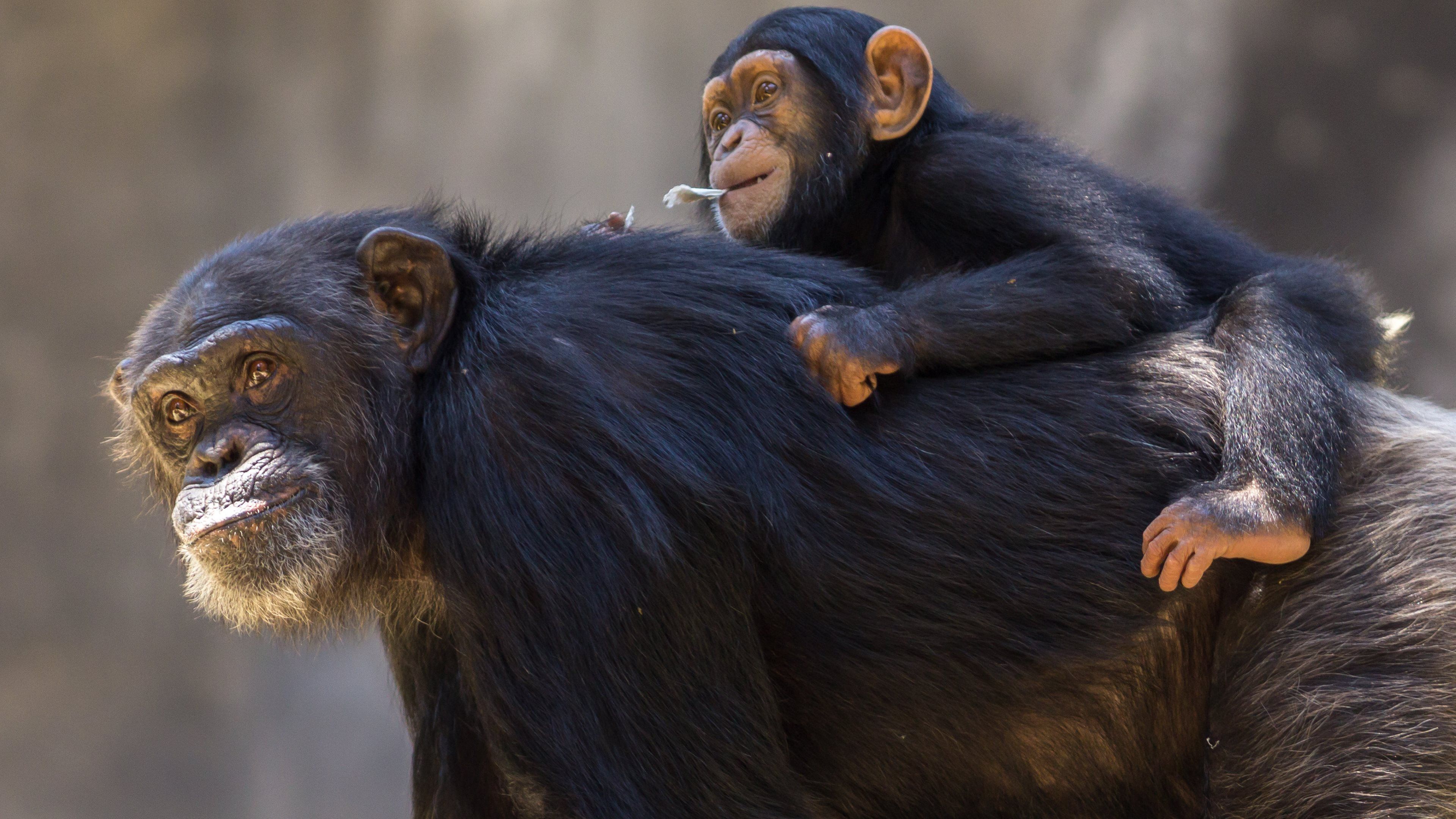 Chimpanzee K HD