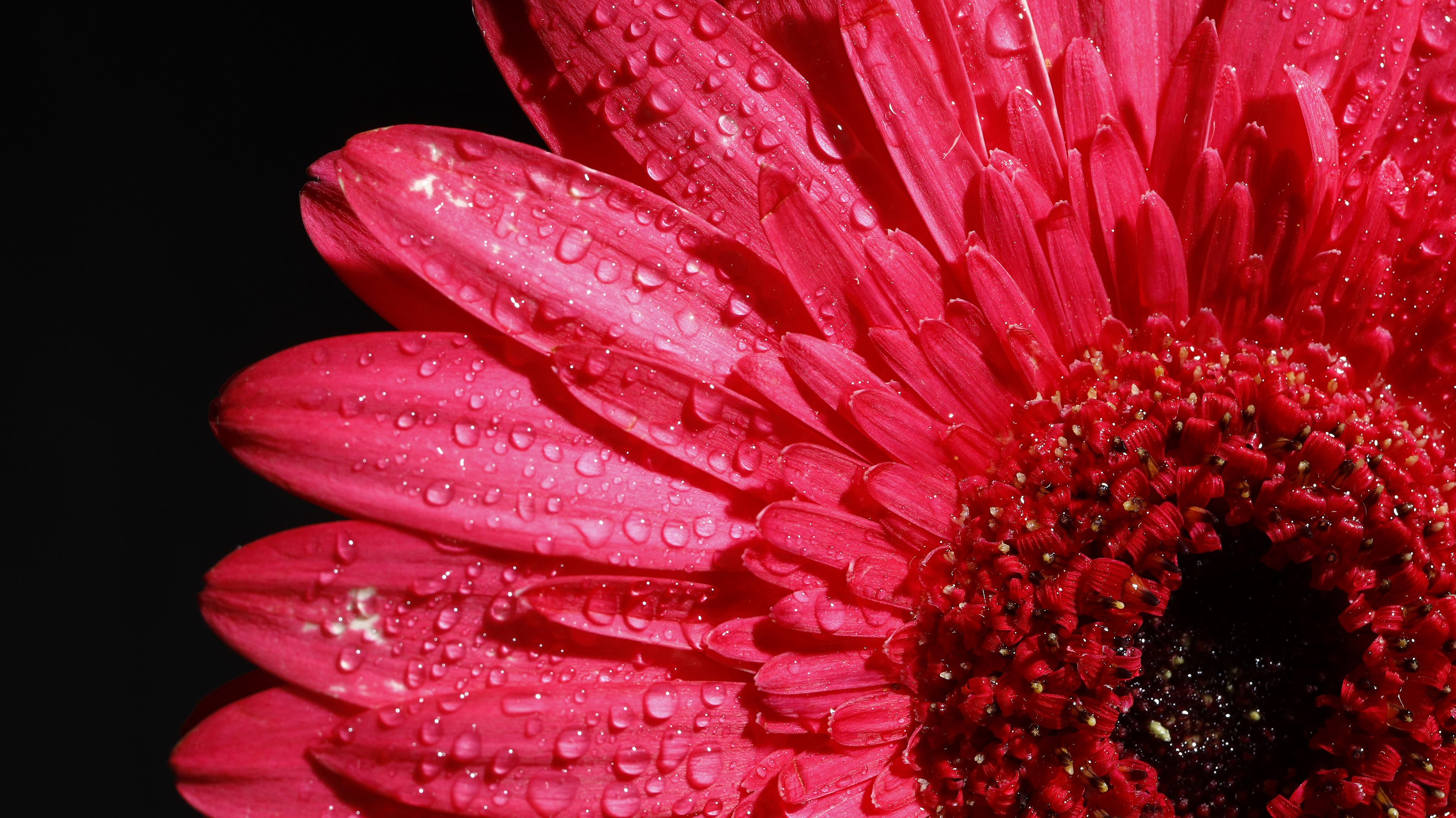 Pink Gerbera Flower K