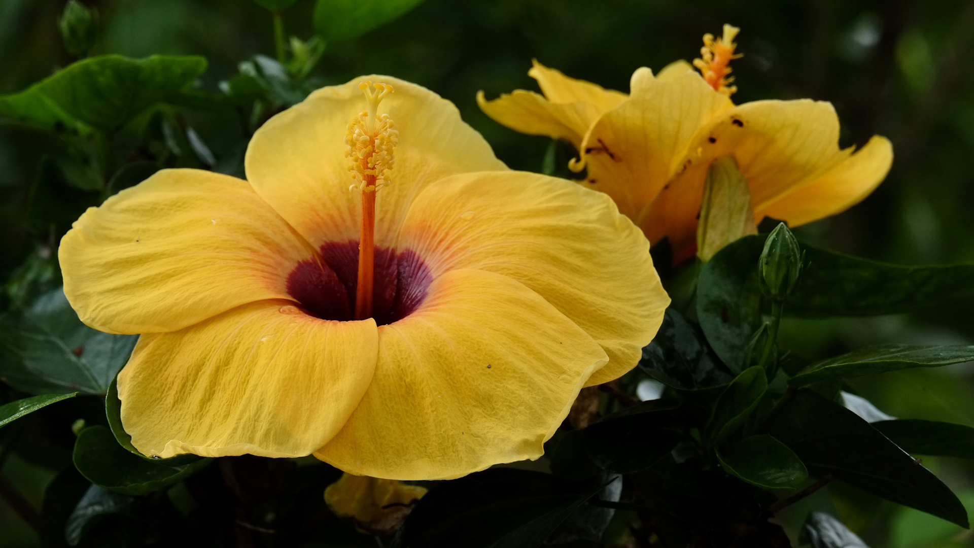 Yellow Hibiscus Green Leaves Branches Plants HD