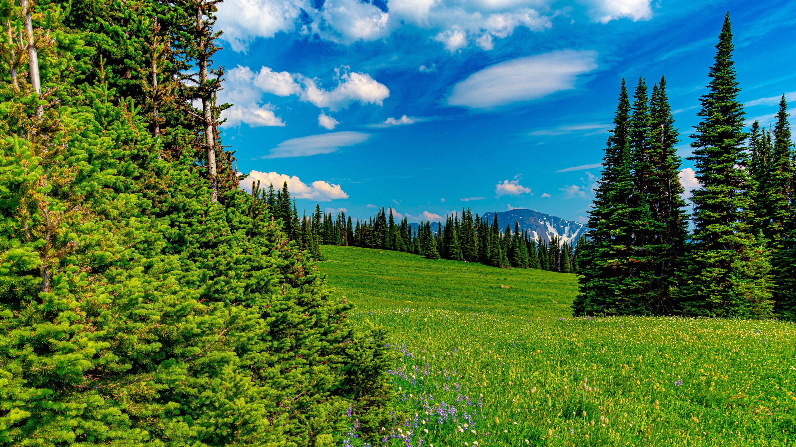 Green Spruce Trees Grass Field Yellow Purple Flowers Mountain With Snow Under White Clouds Blue Sky During Daytime K HD Mountain