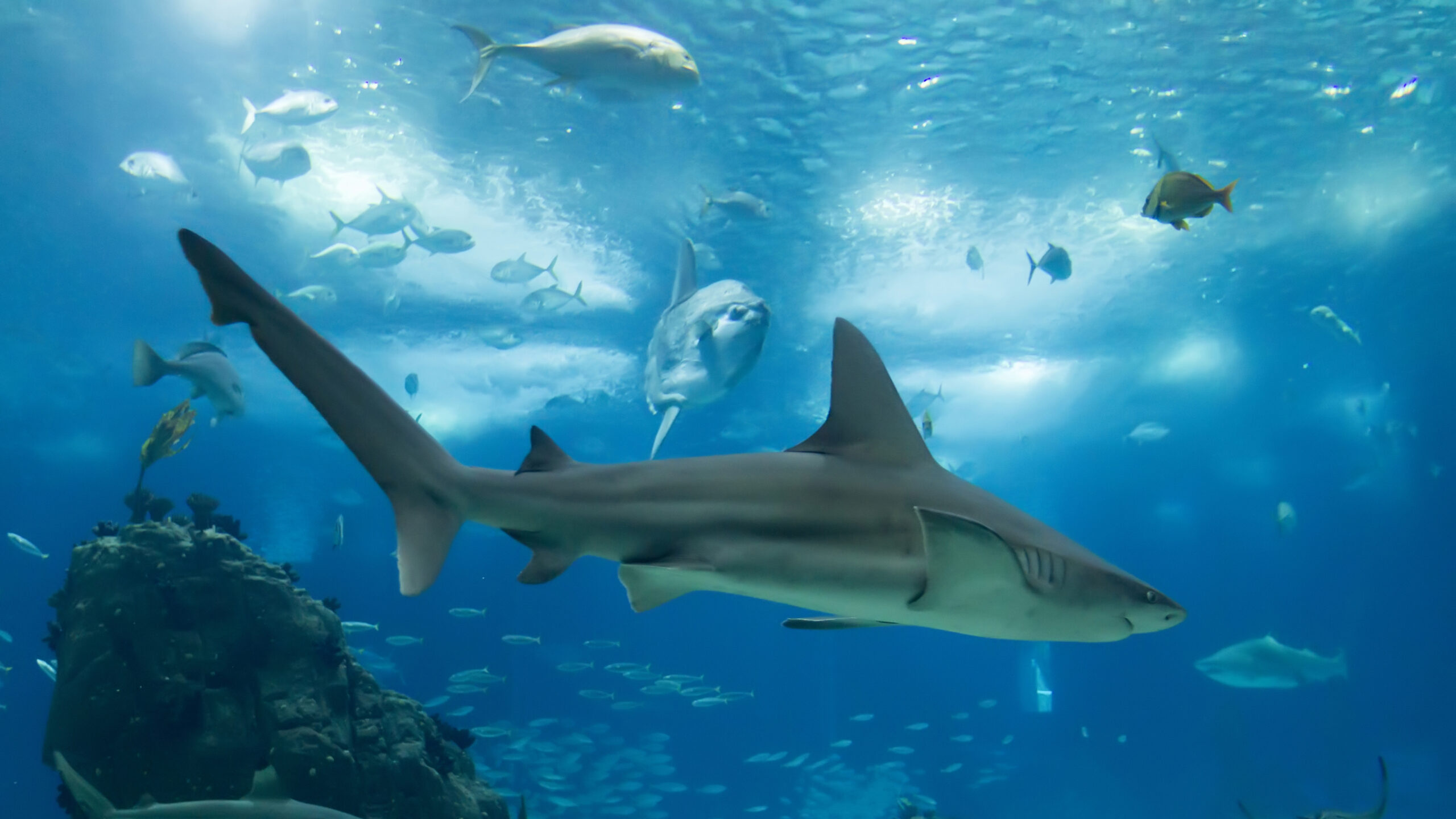 Schooling Of Fishes Sharks Coral Reef Ocean Underwater K HD Shark