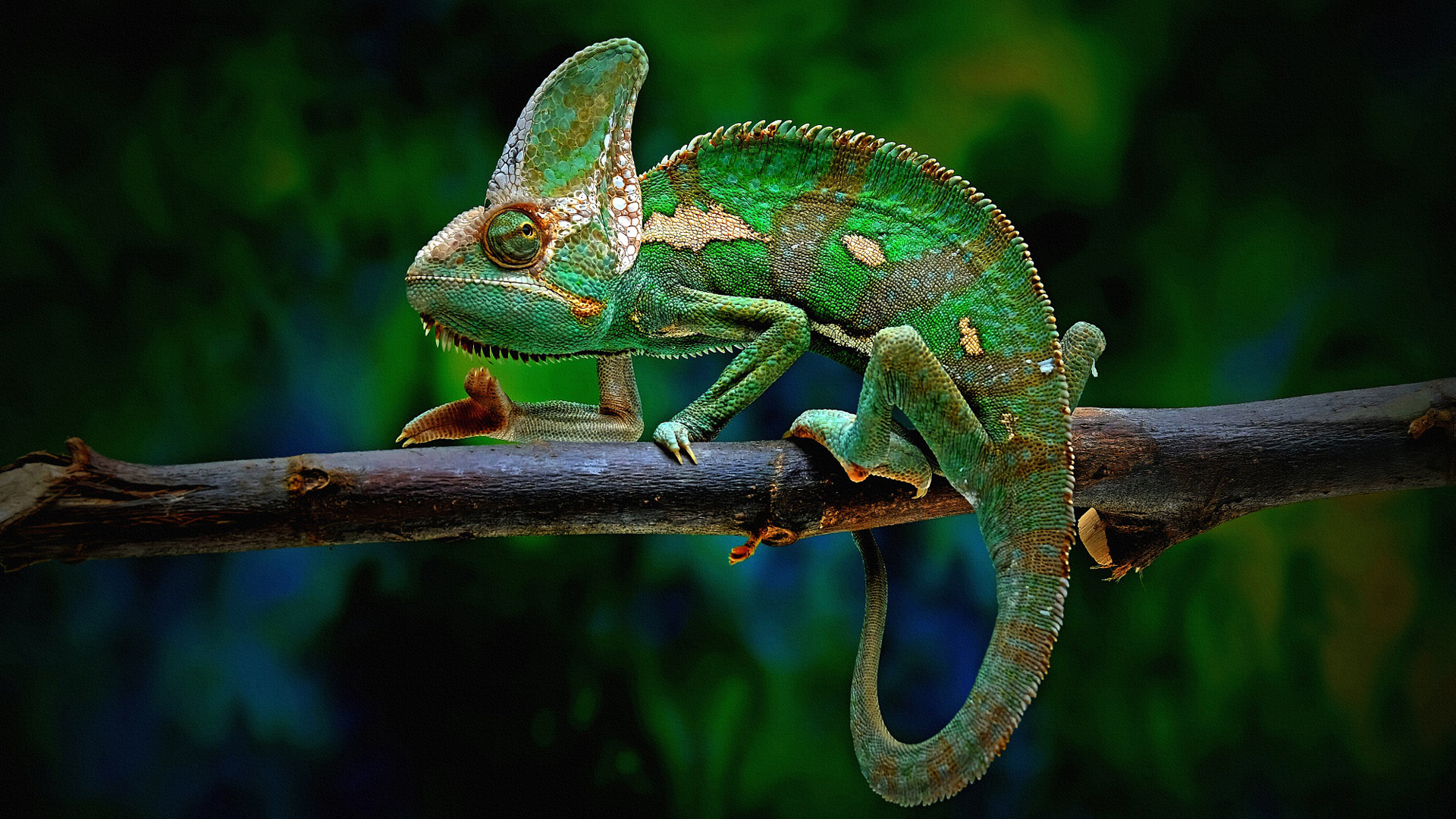 Green Chameleon Is Sitting On Wood Stick In Blur Wallpaper HD Chameleon