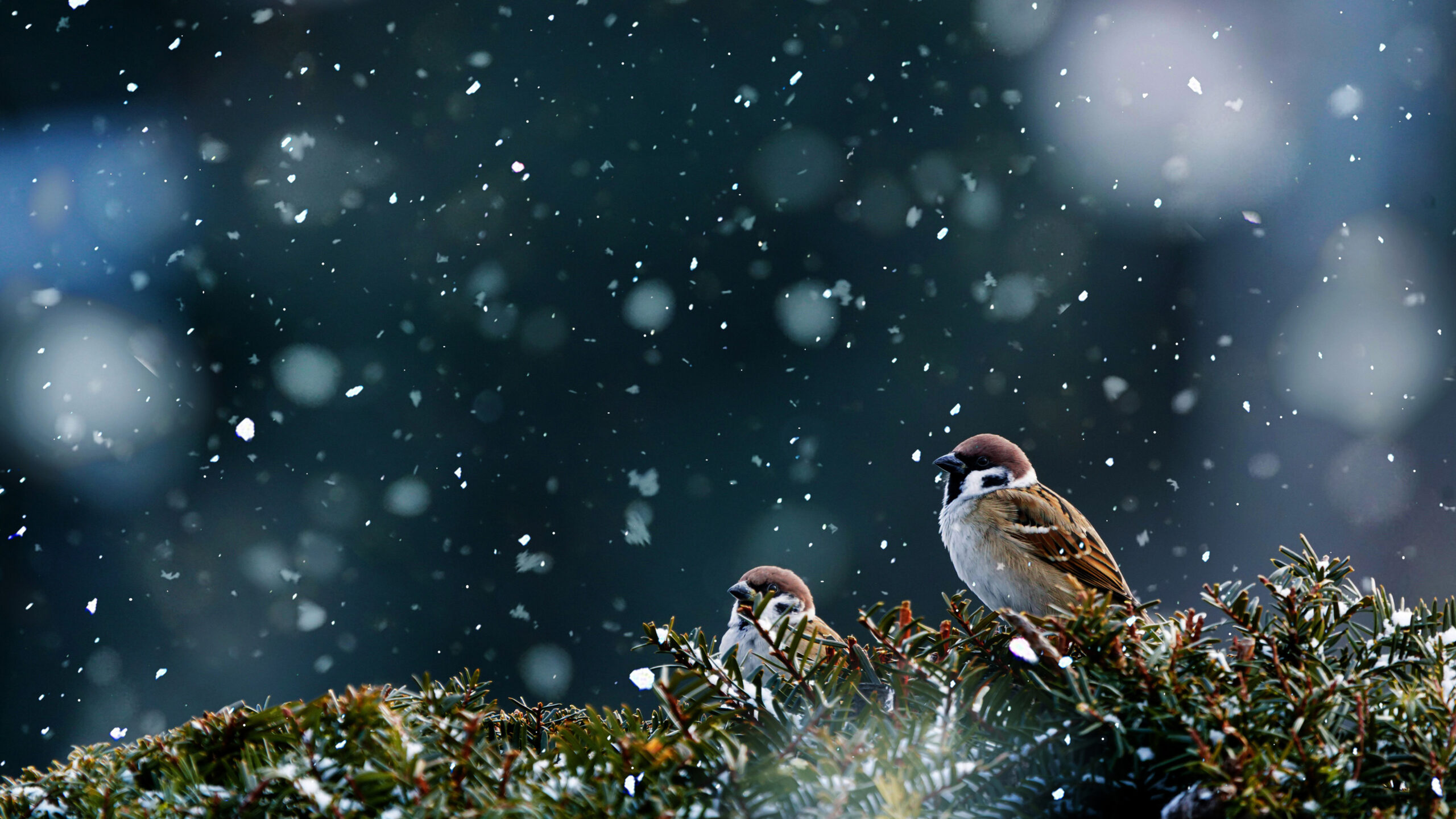 Two Sparrow Birds Are Standing On Frozen Tree Branches In Snowfall Wallpaper K HD Birds