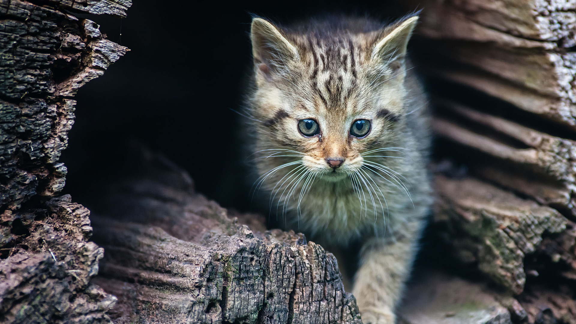 Closeup View Of Cat Kitten Is Standing In Between Wood Trunk HD Cute Cat