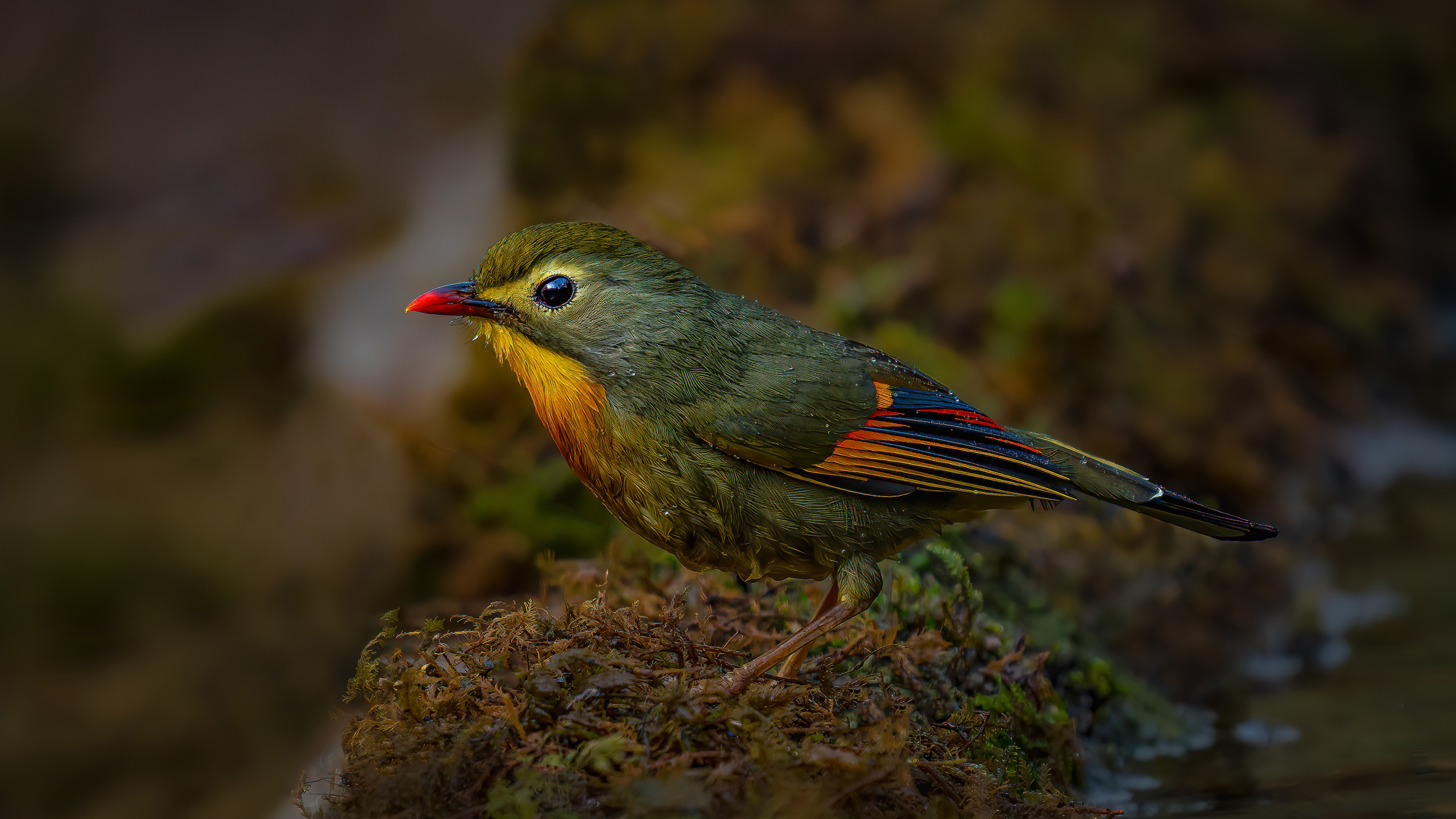 Red-billed Leiothrix Bird Is Standing On Algae Covered Stone HD Birds