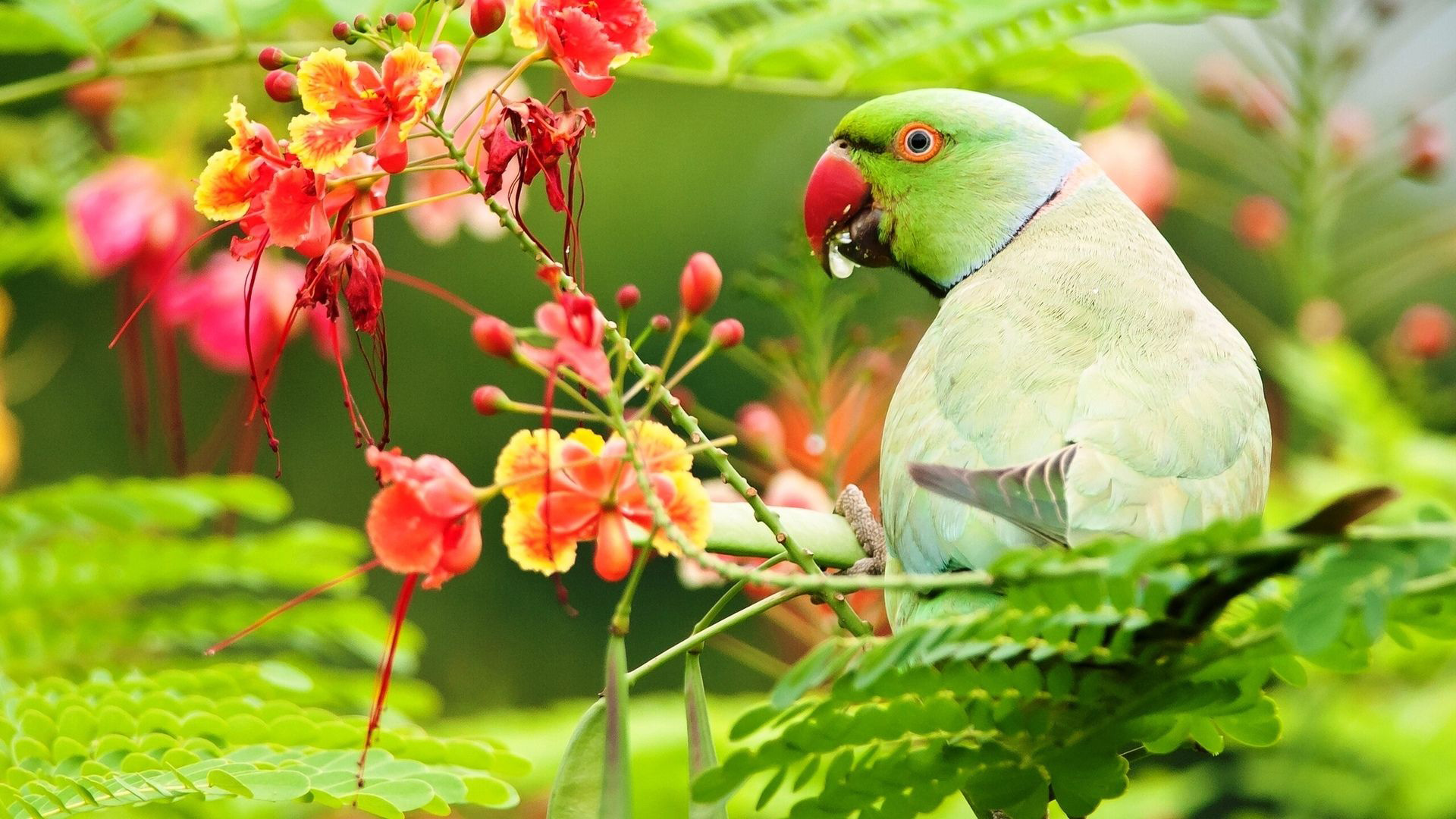 Green Parrot Is Sitting On Green Leaves Tree Branch HD Birds
