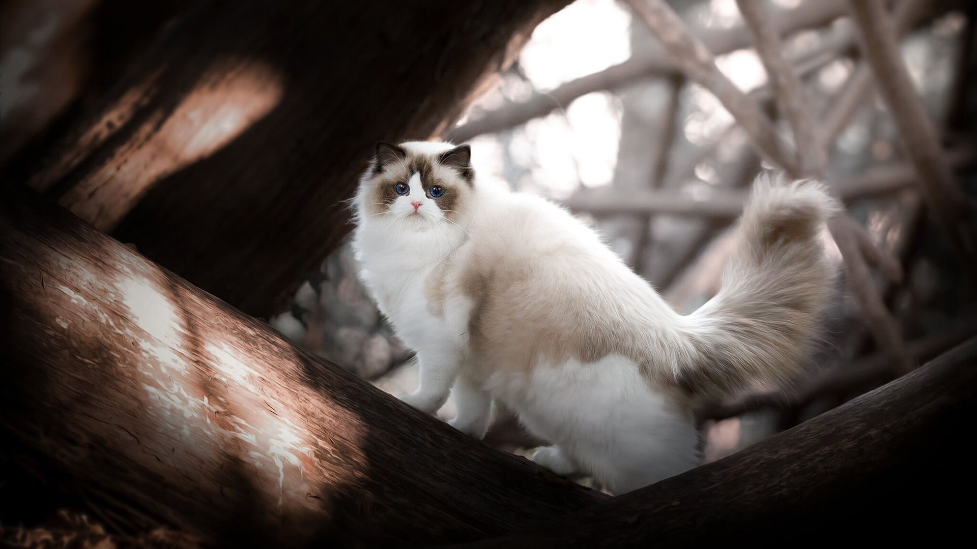 Blue Eyes Light Brown White Ragdoll Cat On Wood In Blur Wallpaper HD Cat