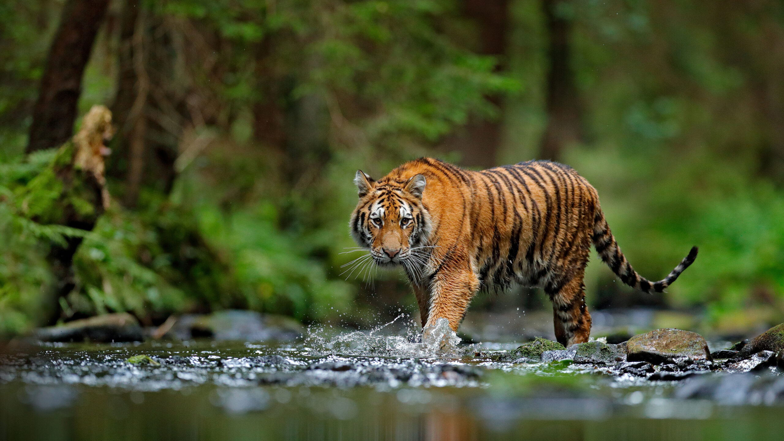 Tiger Is Walking On Water In Blur Forest Wallpaper K HD Tiger