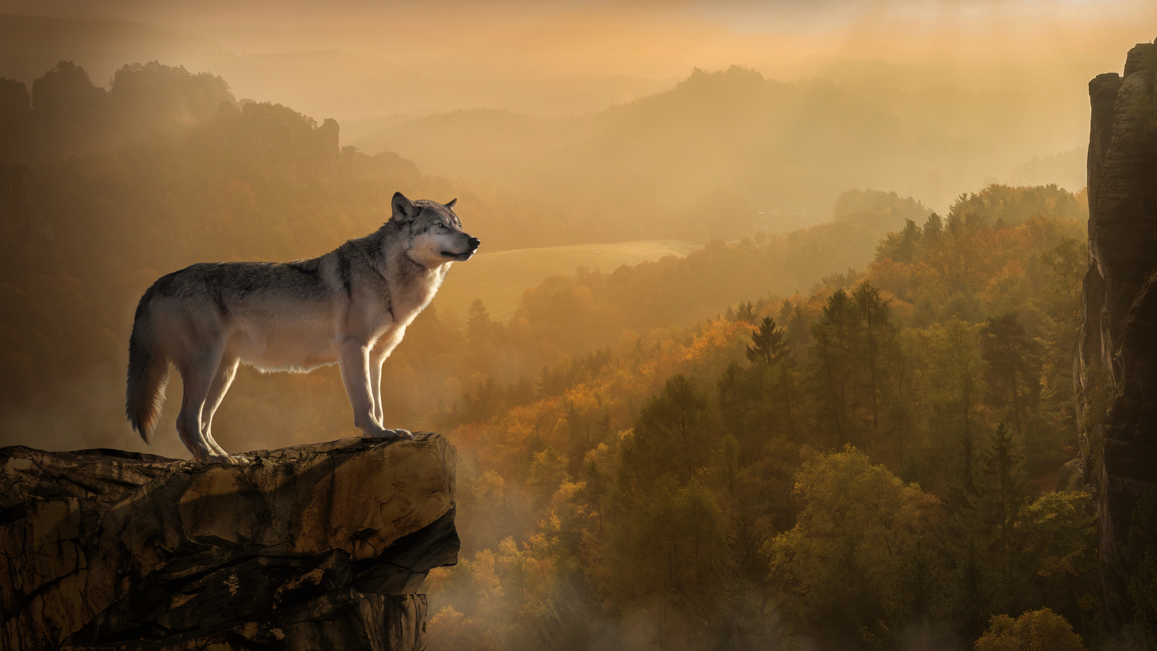Animal Wolf Is Standing Edge Of The Mountain K HD