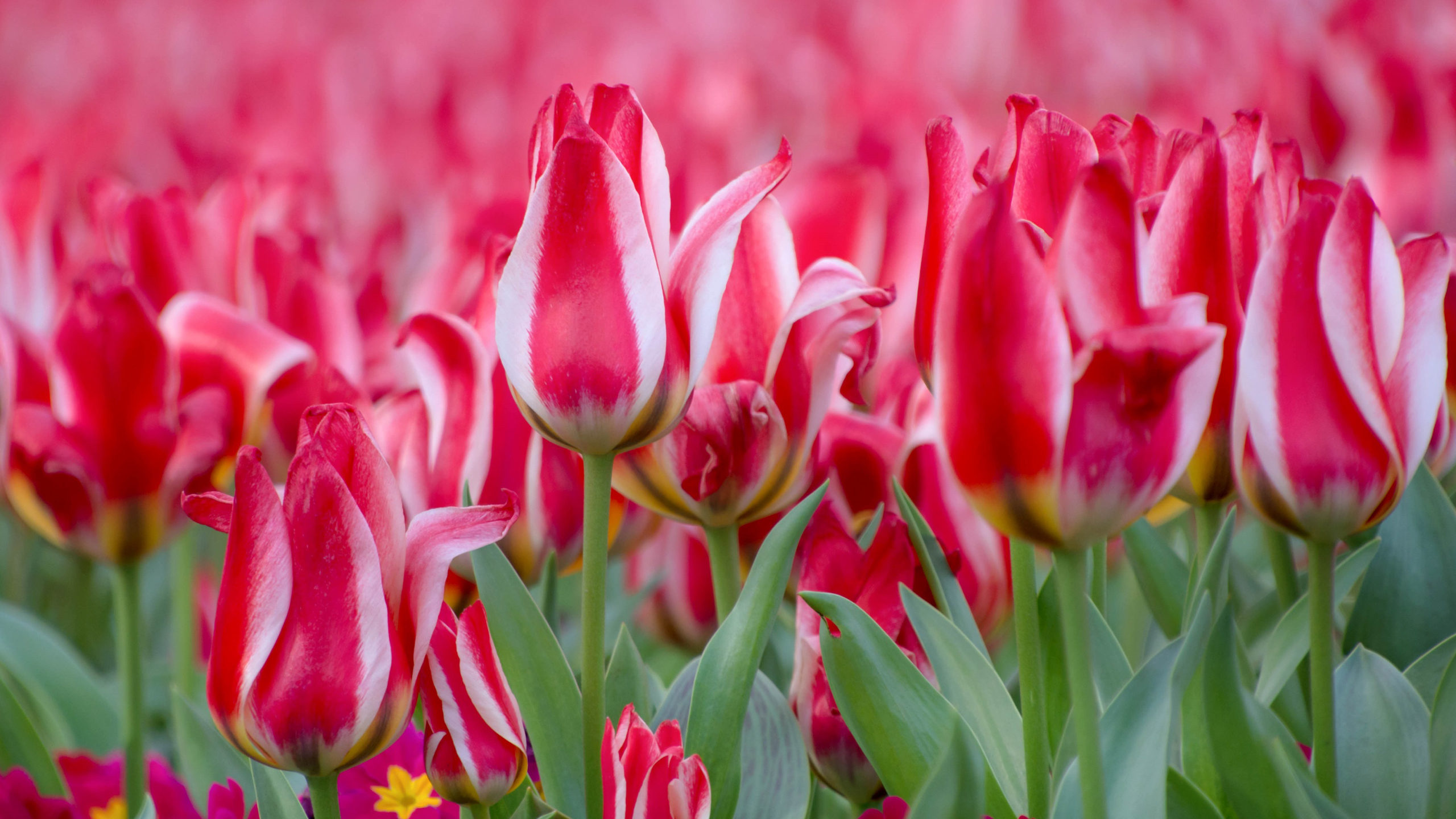 Red White Tulip Field Blur Wallpaper HD