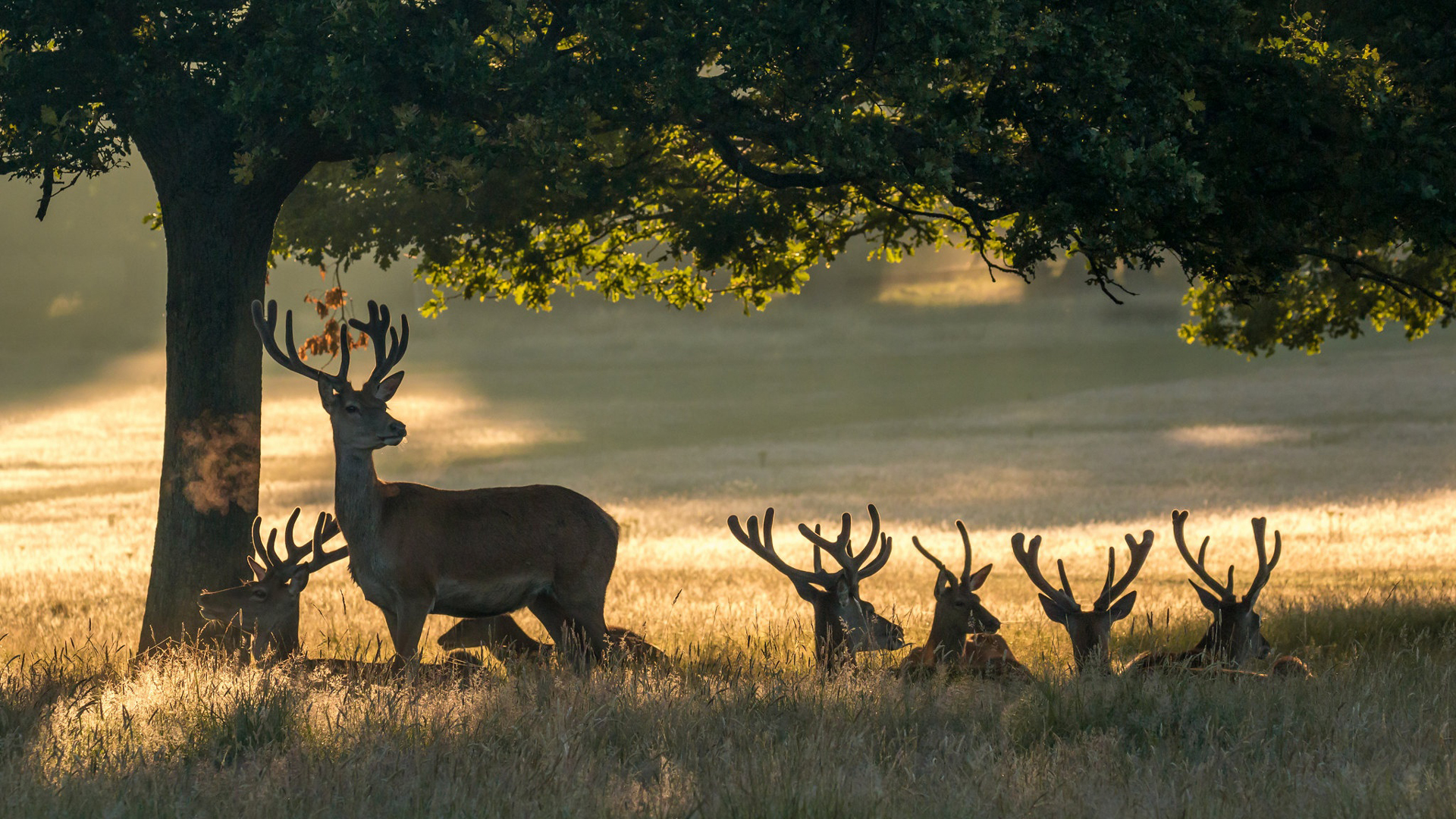 Beautiful Horn Mule Deers Are Sitting On Green Grass Under Trees Branches HD Deer