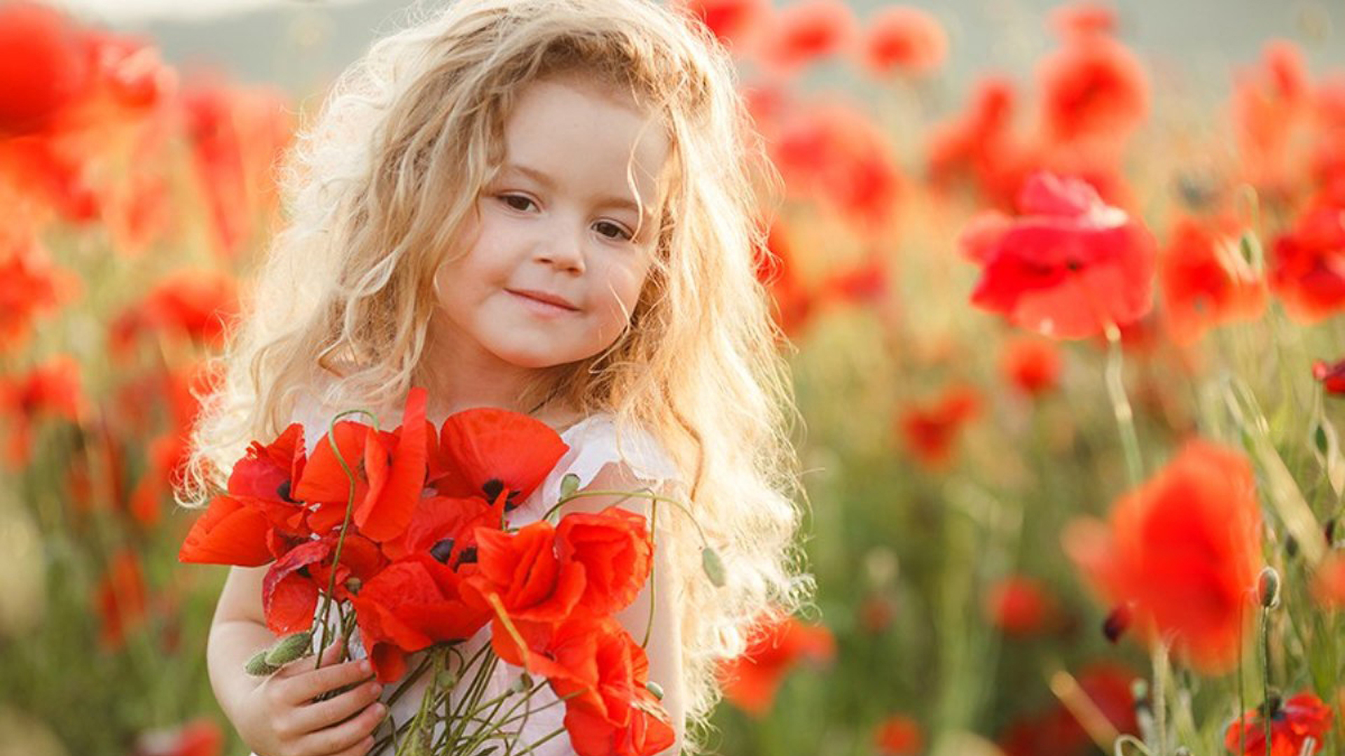 Little Girl With Red Poppy Flowers Standing In Blur Red Poppy Flowers Field Wearing White Dress HD