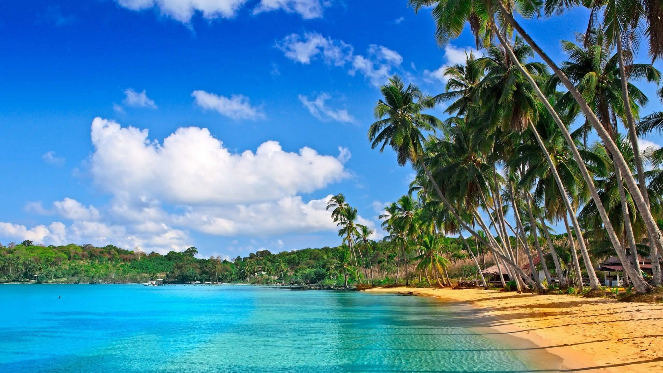 Calm Body Of Water Palm Trees On Beach Sand During Daytime Under White Clouds Blue Sky HD Ocean